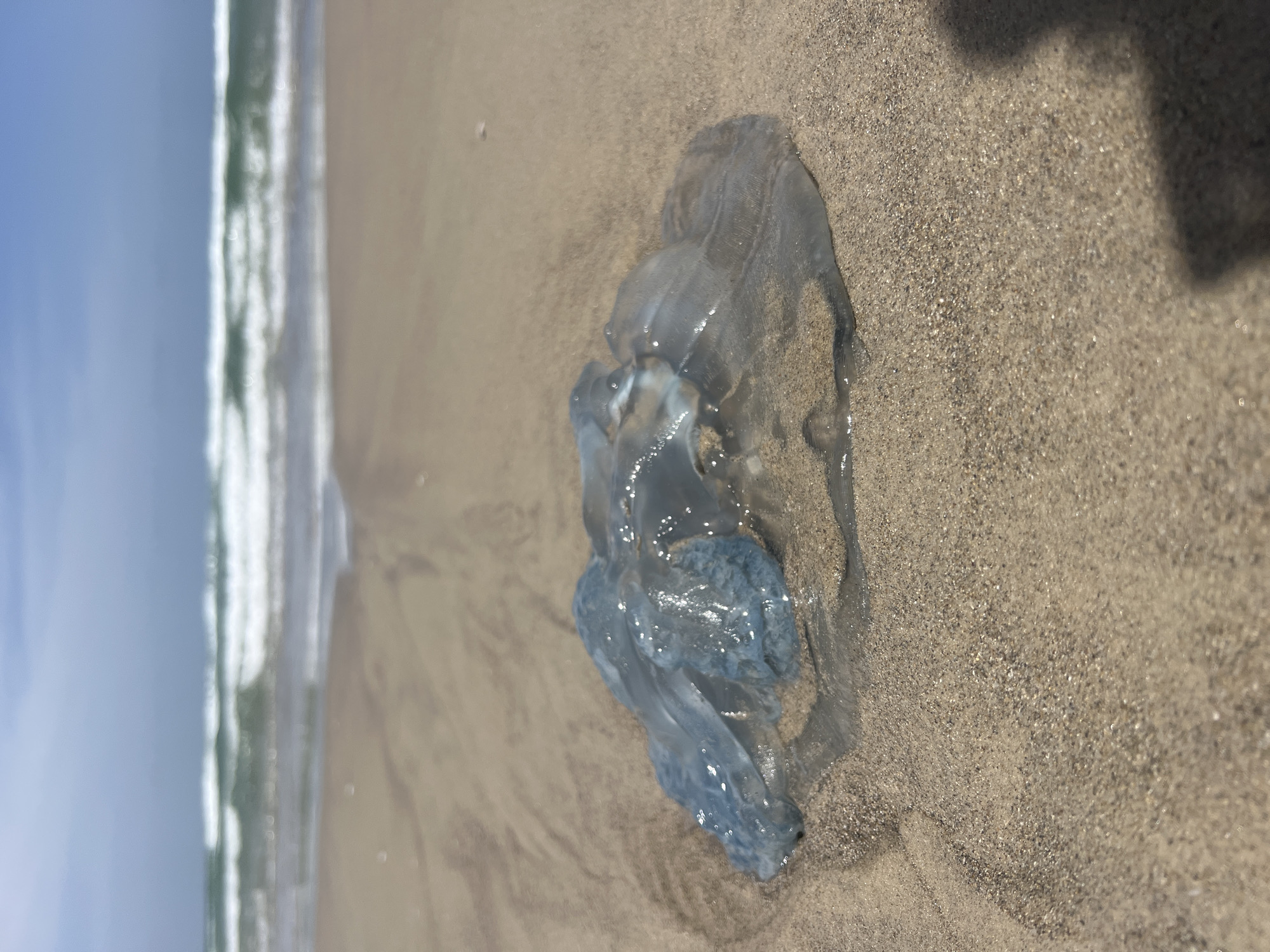 A translucent, jellyfish-like creature lies on the sand of a beach in Kiryat Yam, Israel. The sea and sky are visible in the background. The creature is primarily bluish and transparent with some textured, opaque blue areas within its form. It has a flattened, amorphous shape, indicating it is not alive. The sand is light brown and granular. The sea is visible on the left side of the image, with waves breaking near the shore. The sky is pale blue with a few indistinct clouds.