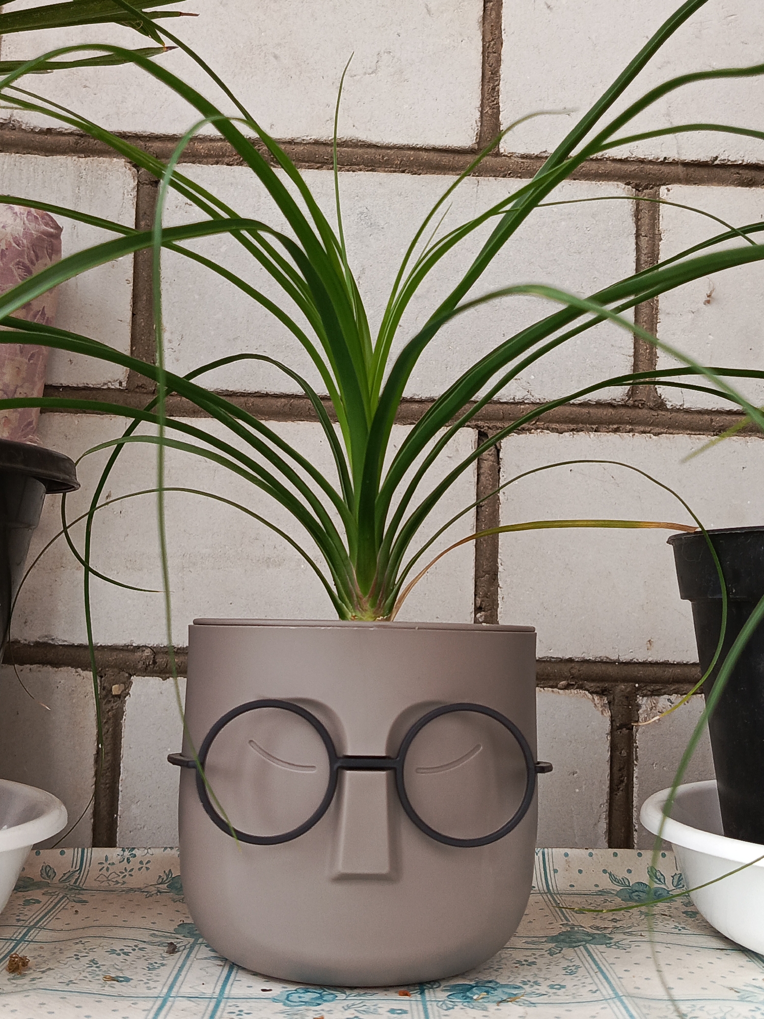 The image shows a potted plant with long, slender green leaves. The pot is shaped like a face wearing glasses. The plant is situated in front of a brick wall. The surface beneath the pot has a patterned cloth. The scene is indoors or in a sheltered outdoor area.