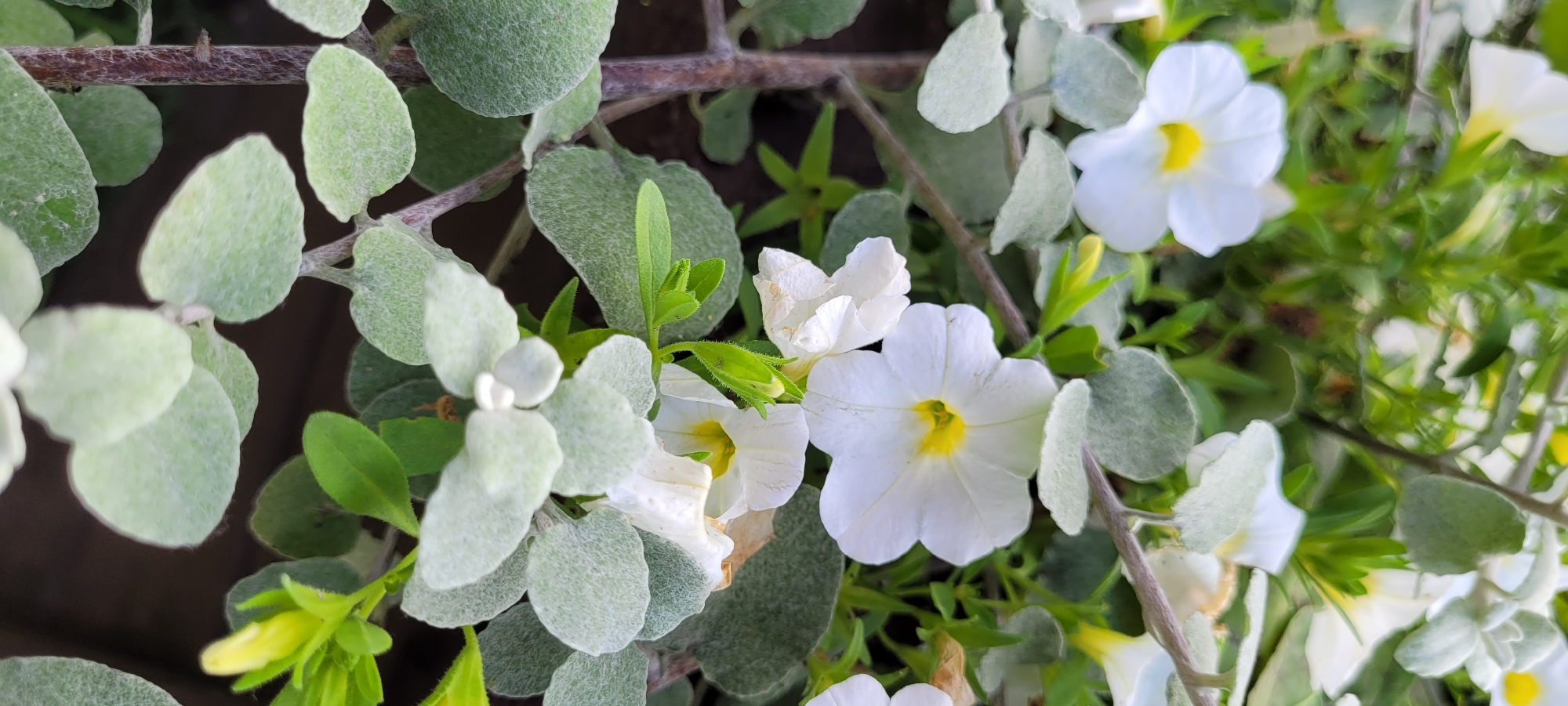 The image is a close-up, vertical shot of white petunia flowers with yellow centers, interspersed with fuzzy, silvery-green foliage. The flowers are in various stages of bloom, with some fully open and others still developing. The leaves are rounded and velvety in texture, creating a soft, diffused effect. The background is a blur of green foliage and darker, indistinct shapes. There are no people or animals visible in the image. The scene appears to be a garden or a planter, likely outdoors, given the natural lighting. No specific location in Riga, Latvia, can be determined from the visual information provided.