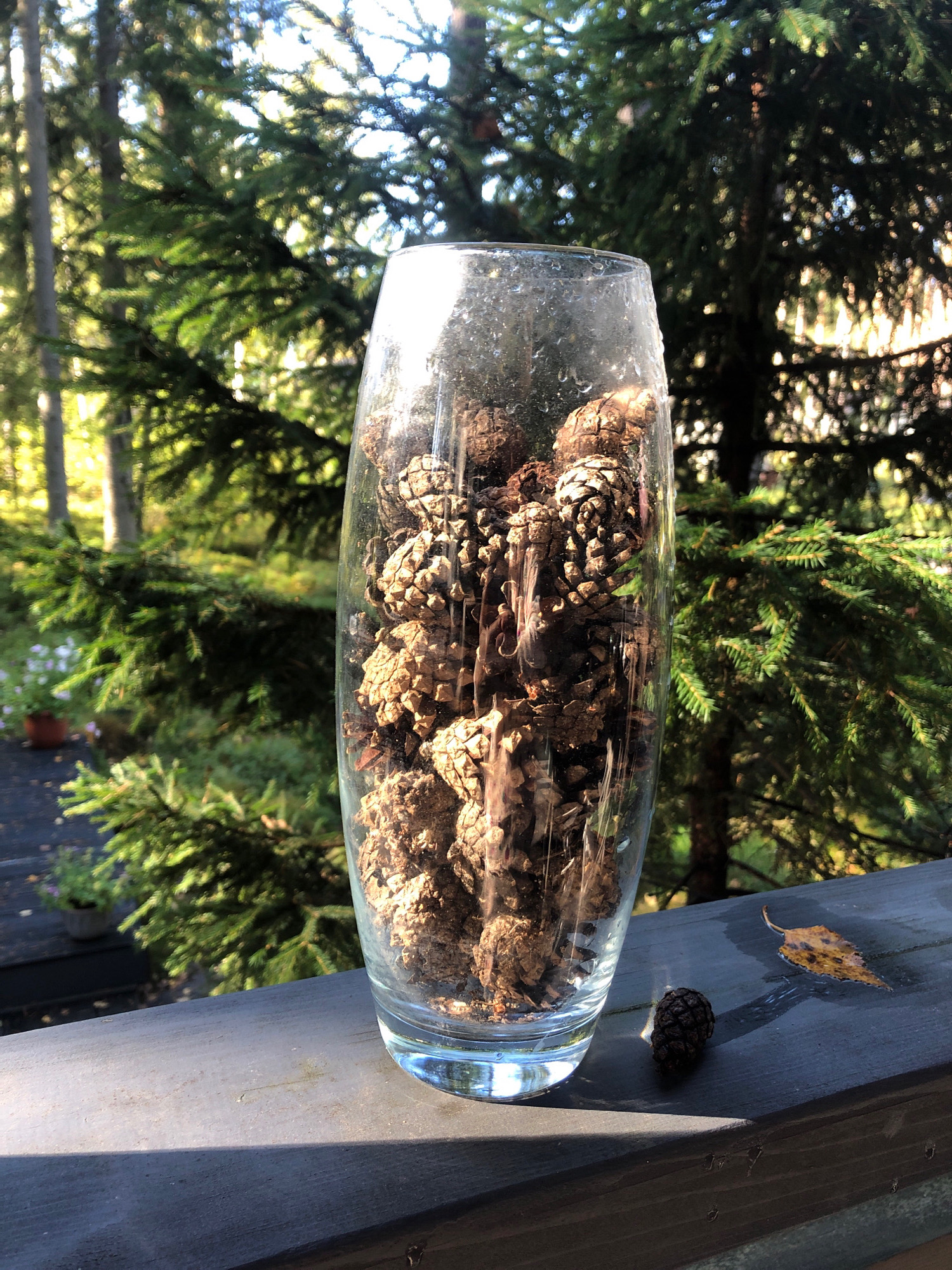 A clear glass vase filled with pinecones stands on a dark wooden railing. The vase is positioned to the left of the frame, and the pinecones are densely packed inside. In front of the vase, to the right, a single small pinecone rests on the railing, alongside a fallen yellow leaf. The background features lush green evergreen trees, with sunlight filtering through the branches, creating a dappled effect. The railing appears to be outdoors, possibly on a balcony or deck. The image is taken during daylight. There is no indication of the city of Arfa, Russia, or any forensic details.