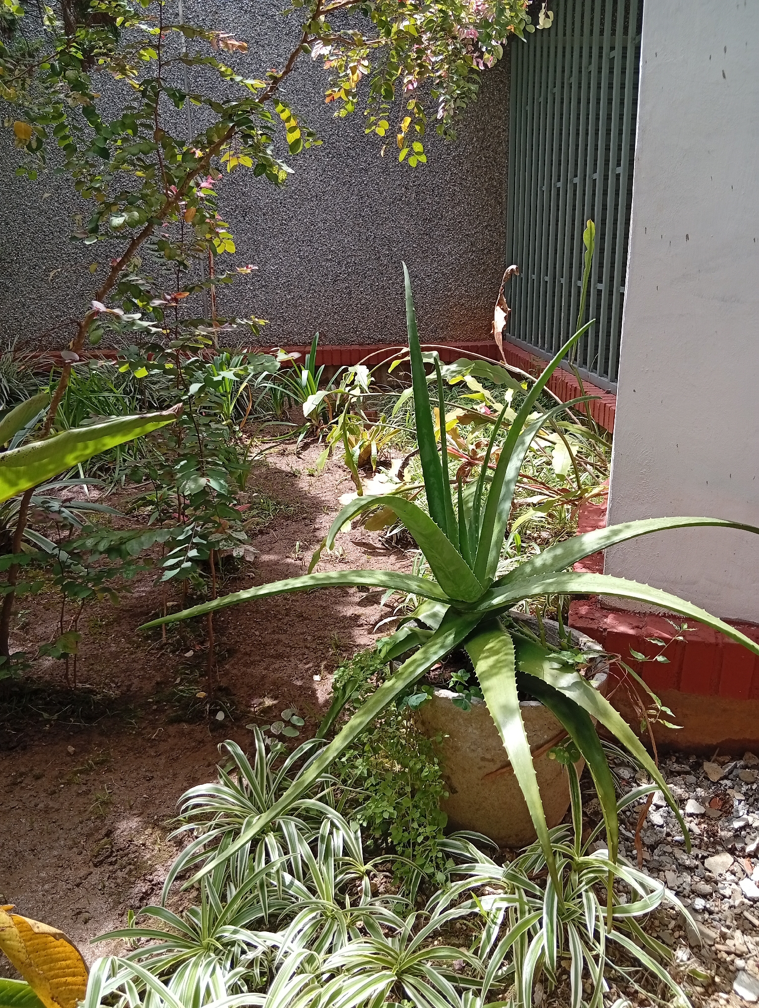 The image depicts a small, enclosed garden space within a residential setting in San Antonio de Los Altos, Venezuela. The garden features a variety of plants including a prominent aloe vera plant in a rough-hewn stone pot, several spider plants with variegated leaves, and a small, leafy shrub. The ground is covered in soil, small stones, and some dried leaves. In the background, a textured gray wall is visible, possibly the exterior of a building, with a green metal grate or fence running along the top portion. Sunlight filters through the leaves of an overhanging tree, creating dappled light on the ground and plants. To the right, a section of a white building wall is visible, adjacent to the metal grate. The overall impression is one of a well-maintained, private outdoor space. There are no people or animals visible in the image.