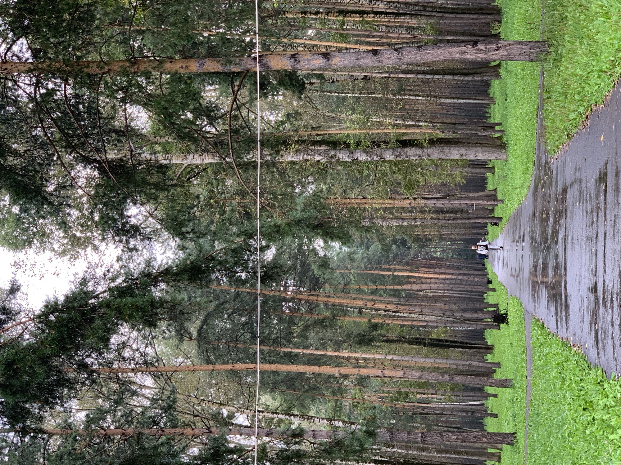 A lone figure walks down a wet, paved path through a dense forest. Tall, slender trees with textured bark line both sides of the path, creating a tunnel-like effect. The ground is covered in lush green grass, speckled with fallen leaves. The sky is overcast, casting a soft, diffused light on the scene. The atmosphere is serene and slightly melancholic, hinting at a recent rain. The location is a park in the city of Prokopyevsk, Russia.