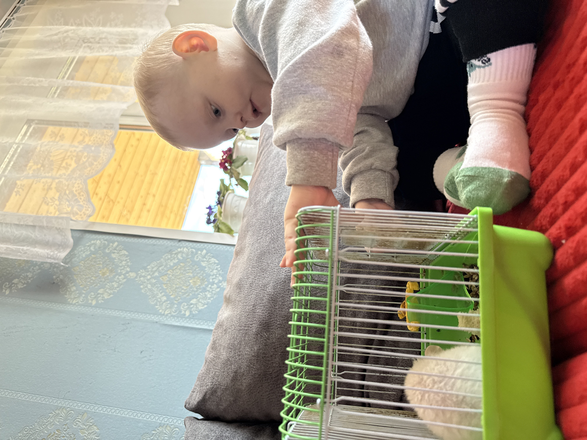 An indoor scene in a domestic residence in Ляльшур, Russia, features a toddler-aged child observing a white hamster in a cage. The fair-skinned child, with light blond hair, is seated on a red textured blanket or rug, leaning against a grey upholstered cushion. The child wears a light grey long-sleeved top, black trousers, and white socks with green toes and heels. Both hands are positioned on the bright green wire top of a small, green-bottomed hamster cage, and the child is looking down into it.
Inside the cage, a white-furred hamster is partially visible at the back, near a green plastic ramp and a yellow feeder/toy. The background shows light blue wallpaper adorned with pale yellow and white damask-like patterns. A large window, partially obscured by white sheer lace curtains with scalloped edges, provides ambient lighting. Through the window, light-colored wooden structures are visible. On a surface beneath the window, two white pots hold flowering plants with purple and red blossoms.