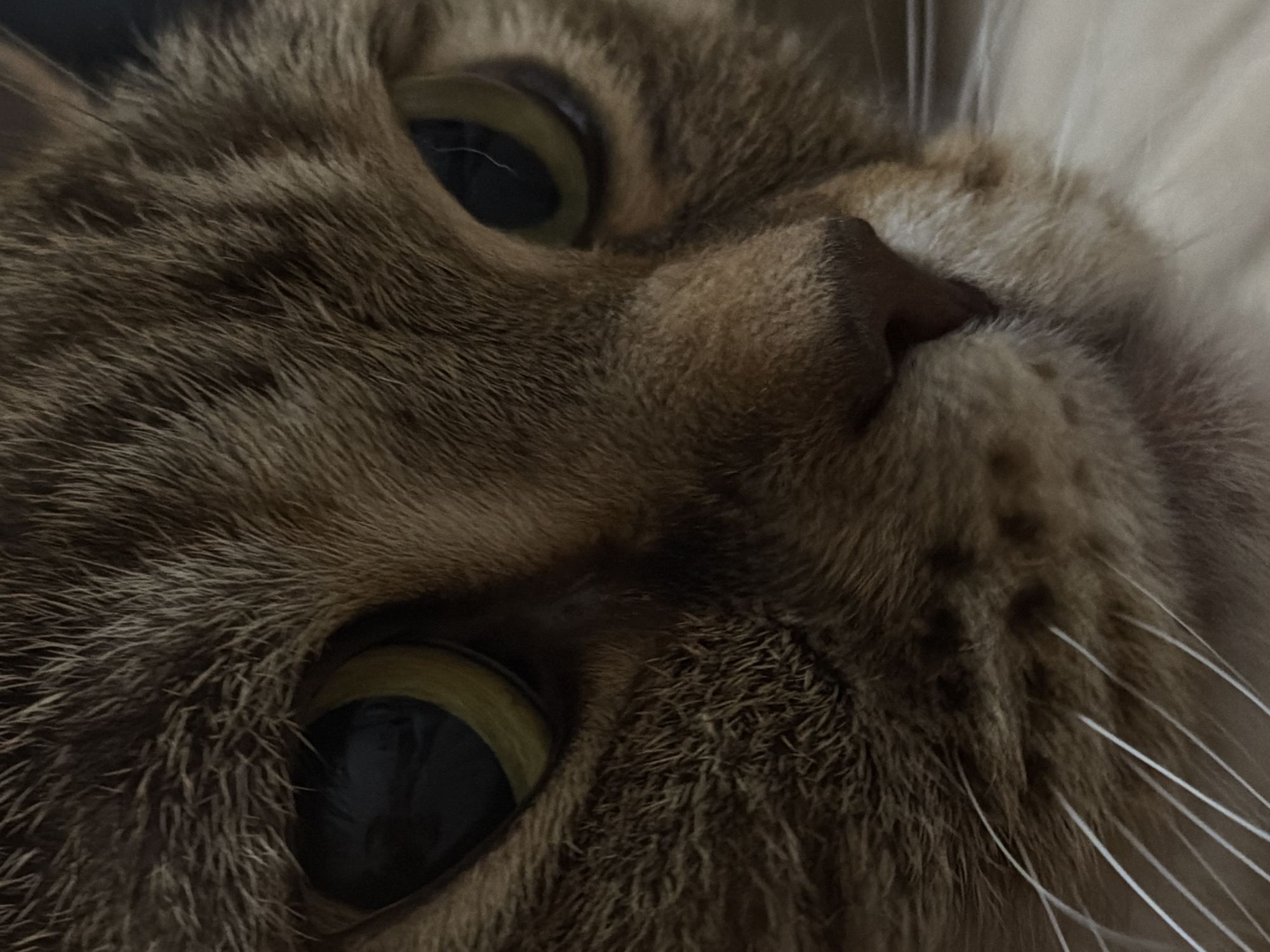 A very close-up, low-angle shot captures the face of a domestic cat, likely indoors. The cat's fur is predominantly shades of brown and tan, appearing soft and dense. Its large eyes are open wide, revealing dark, dilated pupils surrounded by bright yellow-green irises, suggesting a state of alertness or curiosity. The bridge of its small, dark nose is visible in the upper right quadrant of the frame. White whiskers are prominent on the right side of its face, extending outwards against a light, out-of-focus background, possibly a blanket or wall. The lighting is soft, highlighting the texture of the fur and the reflective quality of the eyes. No specific location cues for Perm, Russia, are visible within the image itself, nor is any text present.