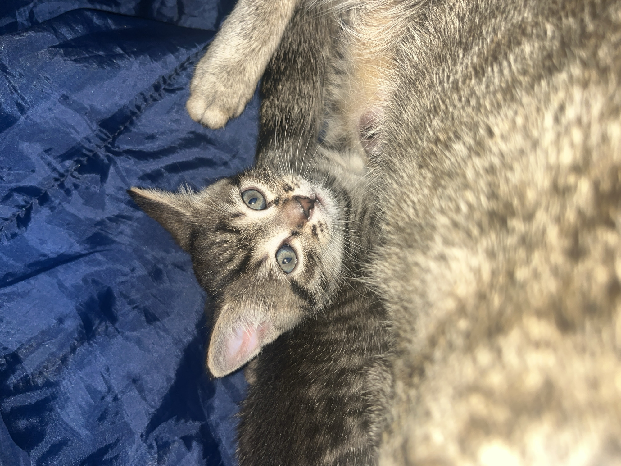 This is a close-up, high-angle photograph of a tabby kitten lying on a wrinkled dark blue fabric. The kitten is positioned diagonally across the frame, with its head and front paws visible. Its eyes are wide open and light blue, looking directly at the camera with a curious expression. The kitten's fur is a mix of gray and brown tabby markings. The fabric beneath it appears to be a blanket or tarp, with visible creases and folds. The lighting is soft and appears to be artificial, casting subtle shadows on the fabric and highlighting the kitten's fur. There is no visible text in the image. The context of Oktyabrsky, Russia, suggests an indoor or outdoor setting typical of a residential area. The overall impression is one of a young, inquisitive animal in a relaxed pose.