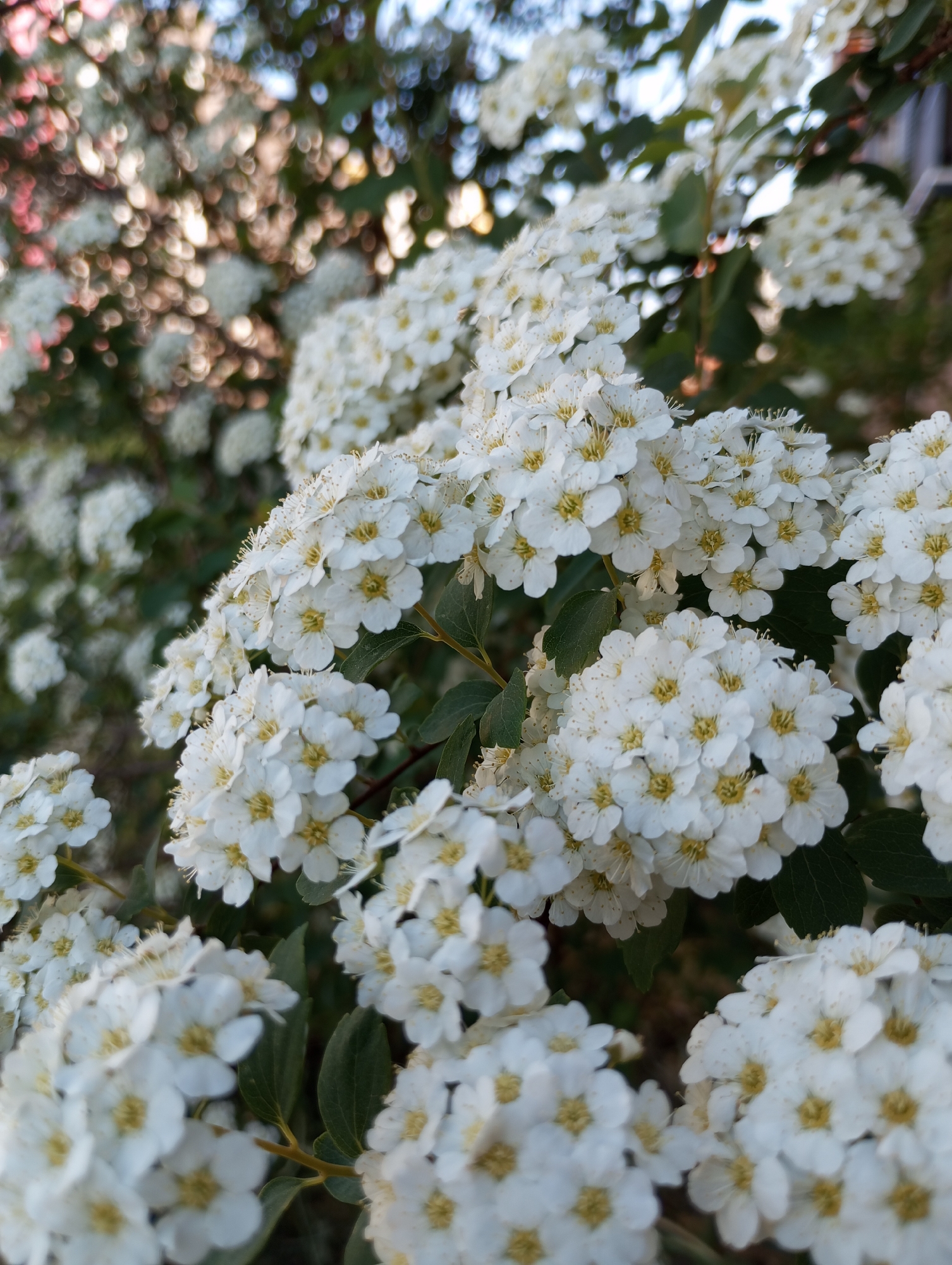 A close-up shot of a flowering bush with clusters of small, white flowers with yellow centers. The flowers are in focus, while the background appears blurred. The background includes greenery and some out-of-focus highlights suggesting sunlight filtering through foliage. The location of this image is the city of Pervomaysky, Russia, but there are no other location or environmental identifiers that can provide additional details. There are no people, subjects, or actions in the image.