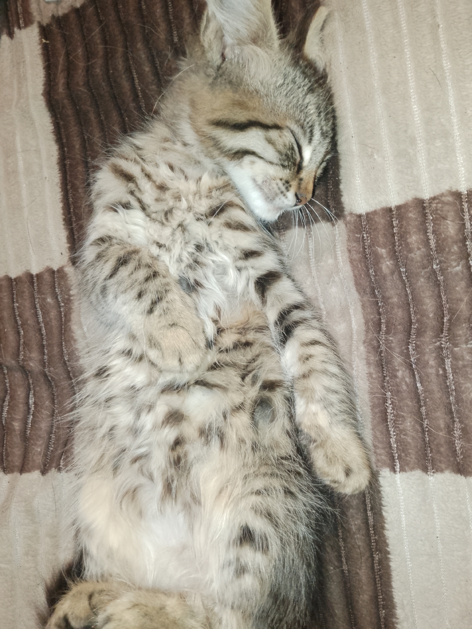 A tabby kitten is sleeping on its back on a striped blanket. The kitten is light brown and grey with black stripes. It has its eyes closed and its paws tucked in. The blanket is beige and brown with vertical stripes. The image is taken from above, looking down at the kitten.