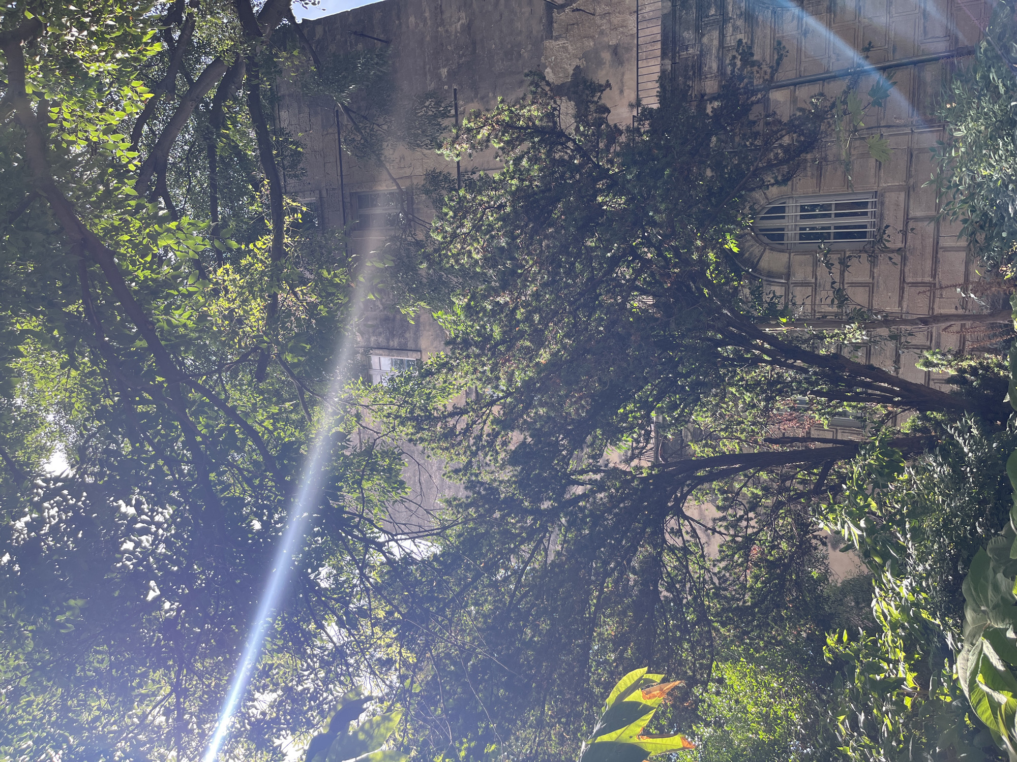 The image shows a view looking upwards through dense green foliage towards a weathered stone building. The building appears to be old, with visible stonework and at least two windows. One window, prominently featured on the lower right, is arched and has a barred grille. Sunlight streams through the leaves, creating lens flare effects and dappling the scene with light and shadow. The building's architecture suggests it might be located in a historic part of Montpellier, France, possibly in a courtyard or garden setting. No people or animals are visible in the frame. The overall atmosphere is one of natural growth encroaching on aged architecture, bathed in bright sunlight.