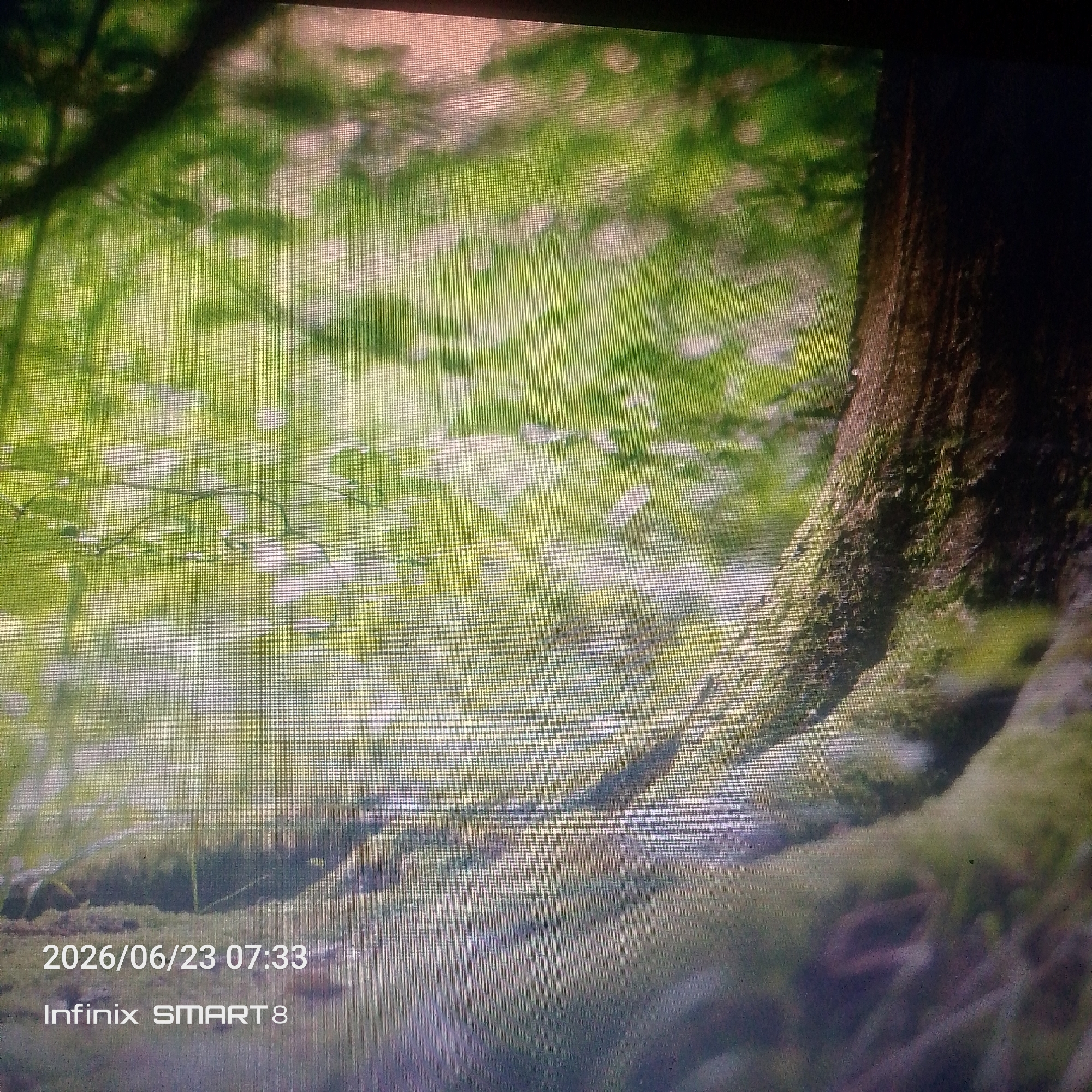 The image shows a close-up of the base of a tree with moss growing on its trunk and roots. The background is a blurred expanse of green foliage, suggesting a forest or park setting. In the lower left corner, a timestamp "2026/06/23 07:33" and the text "Infinix SMART 8" are visible, indicating this is a photograph taken with a smartphone. There are no people or specific identifiable landmarks present in the image. The provided crops offer no additional information that would allow for the specific location within Jos, Nigeria, to be identified.