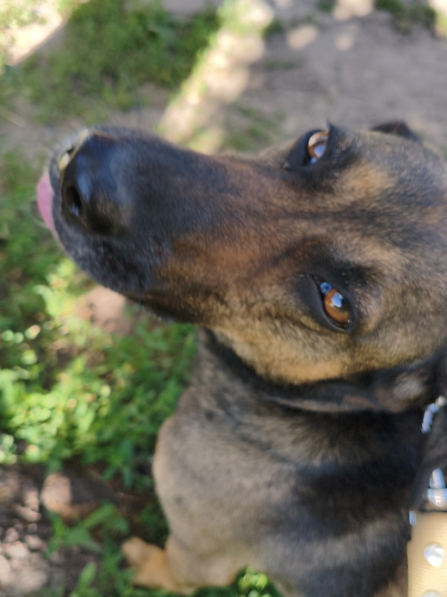 This is a close-up, slightly blurry, vertical outdoor photograph of a dog. The dog appears to be a medium-sized breed with brown and black fur. Its head is angled upwards and to the left, and its tongue is just visible, sticking out slightly to the left side of its snout. The dog's eyes are a warm brown, and one of them reflects the sky. The background is out of focus, showing green grass and dirt, suggesting an outdoor setting like a yard or park. The lighting suggests it is daytime, possibly sunny given the reflections in the dog's eyes. The dog is wearing a collar, which is light tan with some metal embellishments. The overall impression is of a candid moment, possibly capturing the dog looking up at its owner or at something off-camera. The photograph was taken in Ustyvytsia, Ukraine.