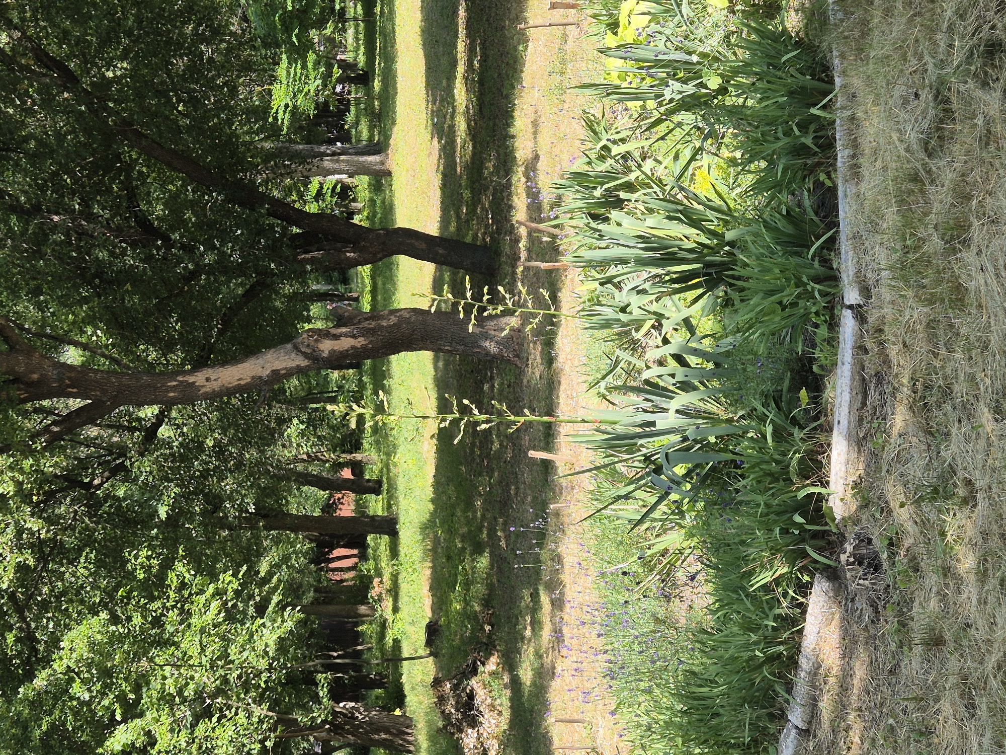 This is a vertically oriented, wide-angle photograph of a park-like setting, likely in Sozonivka, Ukraine. The image is dominated by trees, green grass, and a border of ornamental plants.
In the foreground on the right, there is a raised bed or planter, possibly made of concrete, with dry, straw-like grass on one side and lush, spiky green plants on the other. These plants are arranged in a dense row, with some flowering stalks that are thin and topped with small buds. Interspersed among the green plants are small, delicate purple flowers.
The middle ground is occupied by a well-maintained lawn, characterized by distinct shadows from the trees, suggesting it is a sunny day. A path or clearing runs through the lawn, bordered by more trees. The trees are deciduous, with full canopies of green leaves, casting dappled shade. The bark of some of the trees is rough and textured. In the distance, more trees and some reddish structures, possibly benches or small buildings, can be seen.
The overall impression is one of a peaceful, natural environment on a bright, sunny day. The light and shadows suggest it is likely midday or early afternoon. There is no visible text in the image.