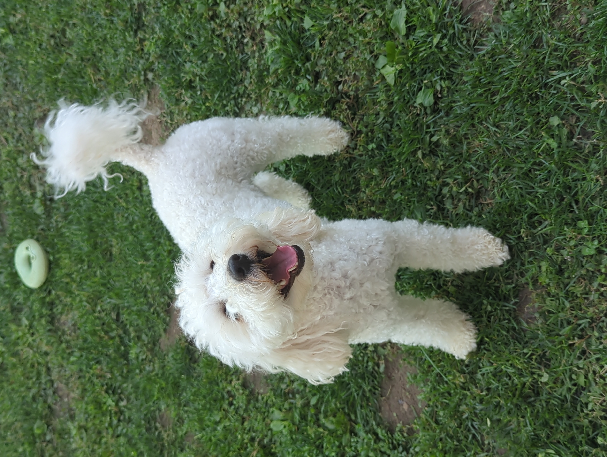 This media file features a white dog, likely a Bichon Frise, lying on a patch of green grass. The dog is viewed from above, with its body stretched out and its head turned towards the camera. Its mouth is open, with its tongue visible, suggesting it might be panting or playing. The dog has curly, white fur and a fluffy tail curled over its back.
In the background, the grass appears somewhat uneven, with some patches of bare earth and scattered green leaves. To the left of the dog, a small, light green, oval-shaped object, possibly a dog toy, rests on the grass.
The scene appears to be outdoors, likely in a garden or park, with natural lighting that suggests it could be daytime. The overall mood conveyed by the image is one of playfulness and contentment. No visible text is present in the image. The location context is Oryahovo, Bulgaria.