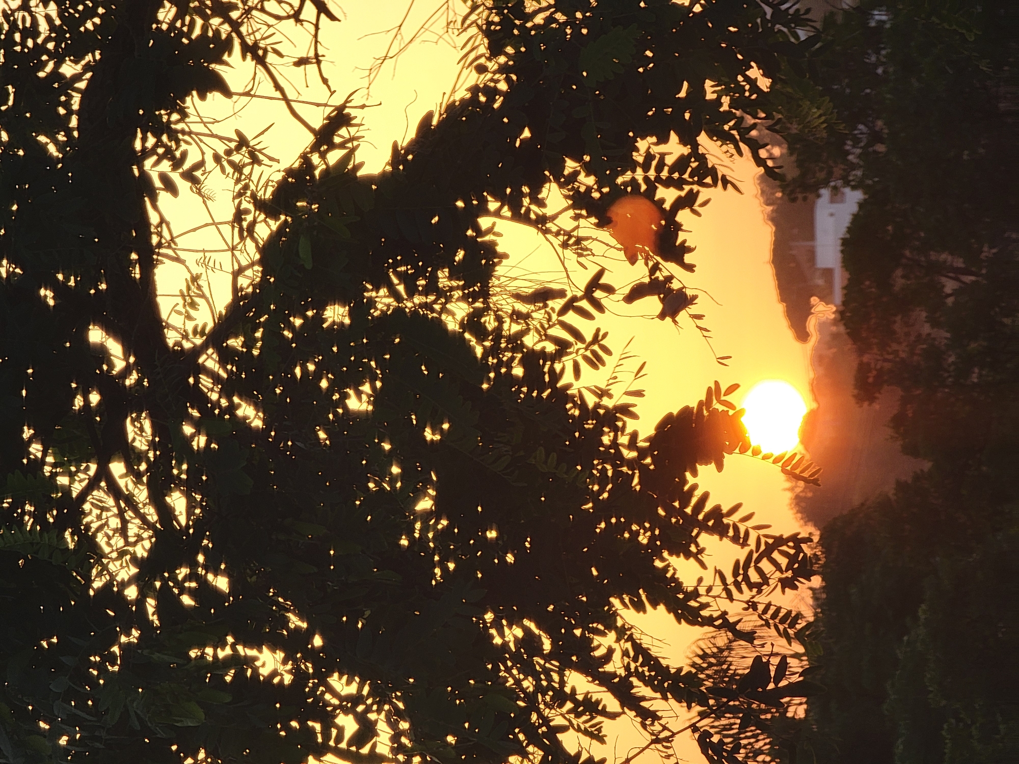 The image depicts a sunset viewed through the silhouettes of trees in Quarteira, Portugal. The sun, a bright orb, is partially obscured by foliage, casting a warm, golden light that backlights the leaves and branches, creating a dappled effect. In the distance, the faint outlines of buildings and a hazy horizon are visible, suggesting an urban or suburban setting. The foreground is dominated by the dark, intricate shapes of tree branches and leaves, with a few small clusters of buildings visible below the treeline. The overall atmosphere is serene and evocative of an end-of-day scene.