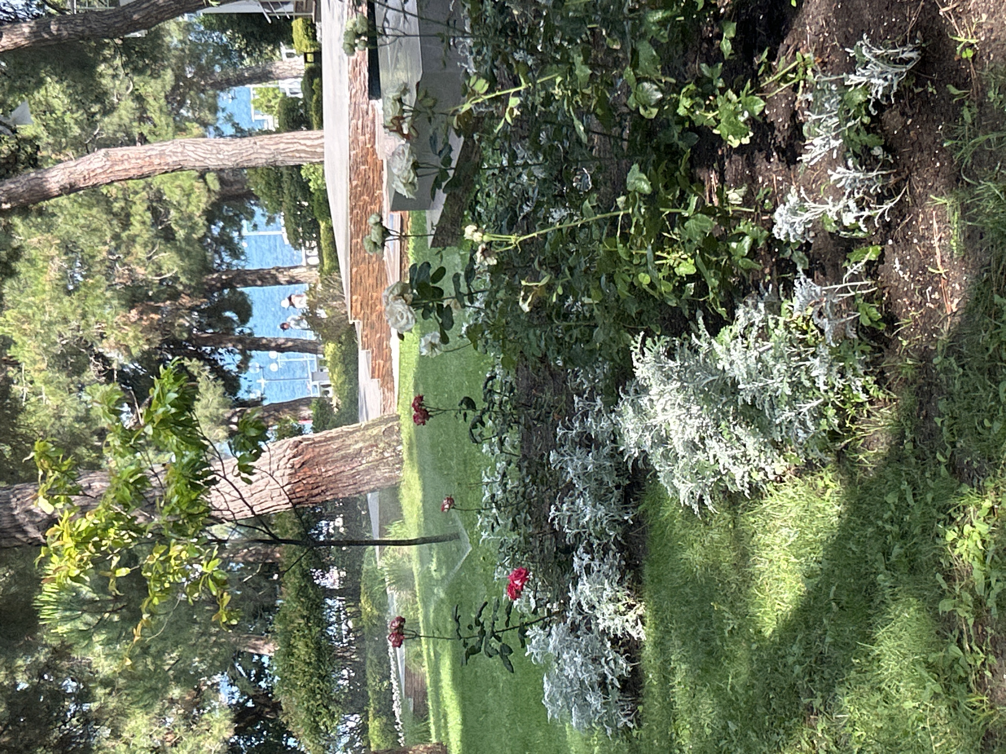 This image depicts a well-maintained garden area, likely a park or public space, situated in Gelendzhik, Russia. The foreground features a flowerbed with a variety of plants, including several roses in shades of red and white, interspersed with silvery-grey foliage plants. A sprinkler is visible in the middle ground, actively watering the lawn and flowerbeds, suggesting the maintenance of the area.
Behind the garden, a large, mature tree trunk dominates the mid-ground, with lush green foliage from other trees and bushes surrounding it. In the background, a paved area with tiered levels and stone elements suggests a constructed terrace or seating area. Beyond this, the bright blue expanse of the sea is visible, with a few distant figures walking along a promenade or walkway near the water. The overall environment is sunny and appears to be a pleasant outdoor recreational area.