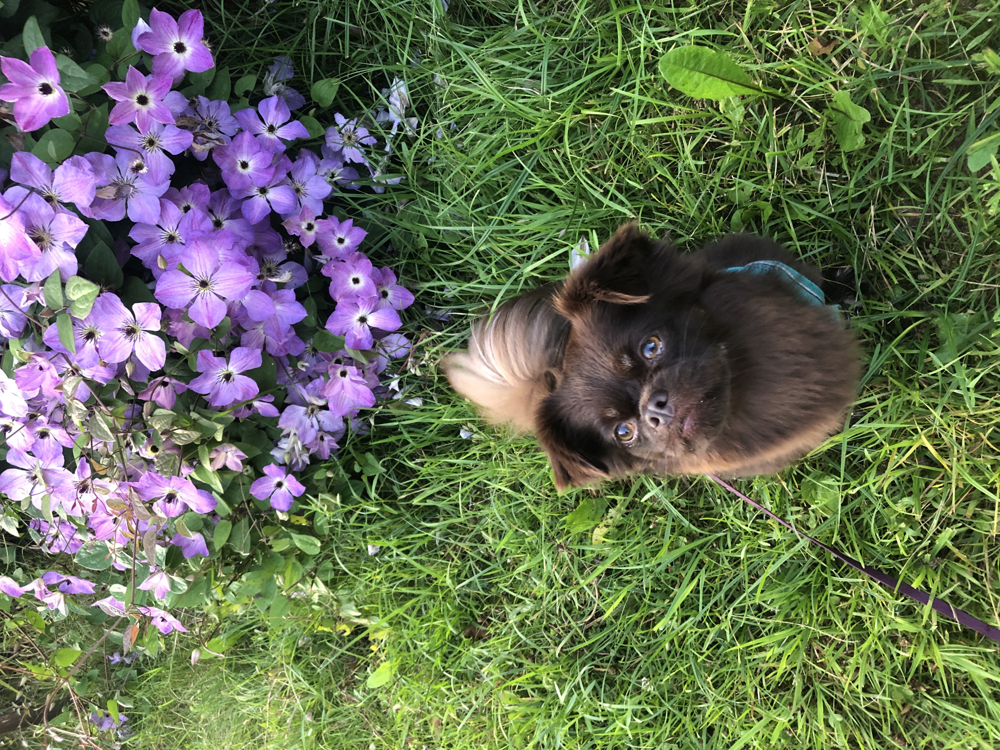 In the city of Krasnaya Presnya SNT, Russia, a small, fluffy brown dog with bright eyes looks up from a patch of vibrant green grass. The dog is wearing a blue harness and a purple leash extends from its collar onto the grass. Behind the dog, a dense cluster of purple clematis flowers blooms against a backdrop of lush green foliage. The sunlight illuminates the scene, casting gentle shadows on the grass and highlighting the delicate petals of the flowers. The image captures a peaceful moment in a garden setting.