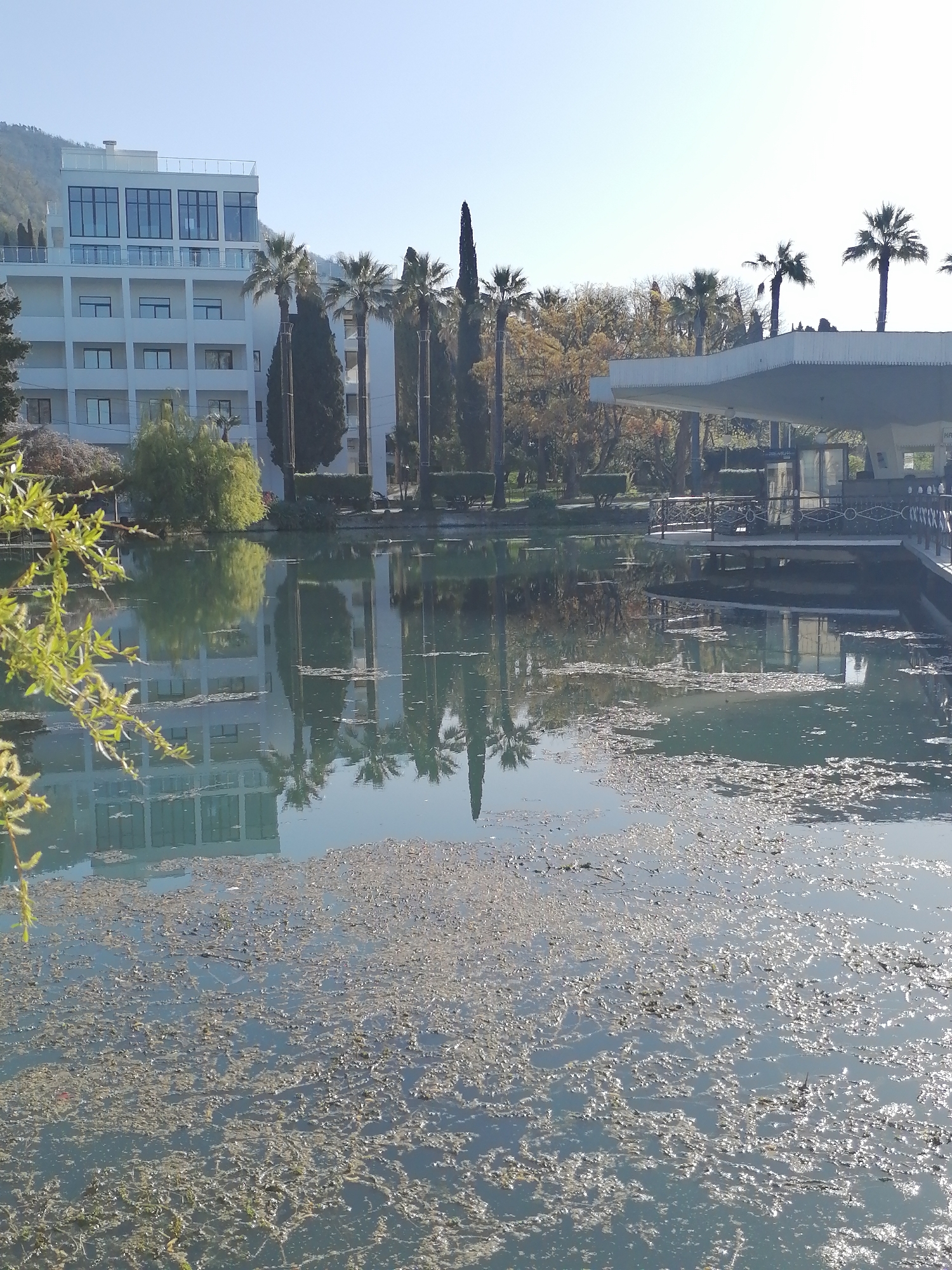 This media file captures a serene outdoor scene featuring a body of water, architectural structures, and lush vegetation under a clear, bright sky.
The central subject is a tranquil pond or lake, whose surface is heavily covered with a mix of green and brown organic debris, possibly algae or fallen plant matter, particularly in the foreground. The water vividly reflects the surrounding elements, creating an almost mirror-like image of the buildings and trees.
On the left side of the frame, a modern, multi-story white building dominates the background. It features multiple balconies and large, dark-paned windows, suggesting a contemporary hotel or residential complex. Beyond this building, a verdant, tree-covered mountain range rises into the distance.
Various trees populate the landscape: tall, slender palm trees are prominent, especially between the two main buildings and extending to the right. Dark, conical coniferous trees (possibly cypresses) also stand tall. In the immediate foreground on the left, bright green, leafy branches hang into the frame, possibly from a willow tree, with their reflection visible in the water. Other deciduous trees with lighter, possibly autumn-toned foliage are seen further back.
To the right, a distinctive white, cantilevered structure with a flat roof extends over a section of the water, resembling a covered walkway or pavilion. Beneath it, a dark-colored walkway or pier with metal railings extends into the water. Barely legible text, possibly in Cyrillic script, can be discerned on a panel beneath this structure.
The scene appears to be set during daytime, likely morning or early afternoon, given the bright sunlight and clear sky, which casts strong reflections on the water. The weather is calm and sunny. There are no people visible, contributing to a sense of peaceful quietude, although the debris on the water indicates either a natural accumulation or a lack of maintenance. The presence of palm trees and modern architecture suggests a resort, park, or landscaped area in a warm climate.