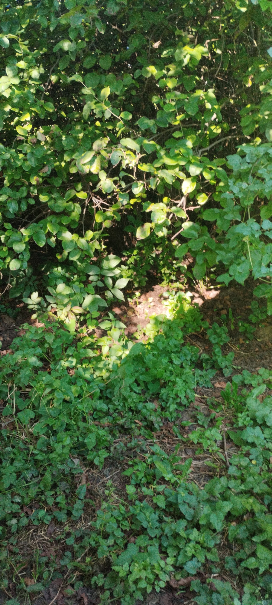 The image shows a dense green bush with sunlight filtering through the leaves, casting shadows on the ground below. The ground is covered with various types of green vegetation and some dry leaves. The scene appears to be in a natural outdoor setting. No people or specific objects that would indicate a precise location within Yaroslavskaya, Russia are visible.