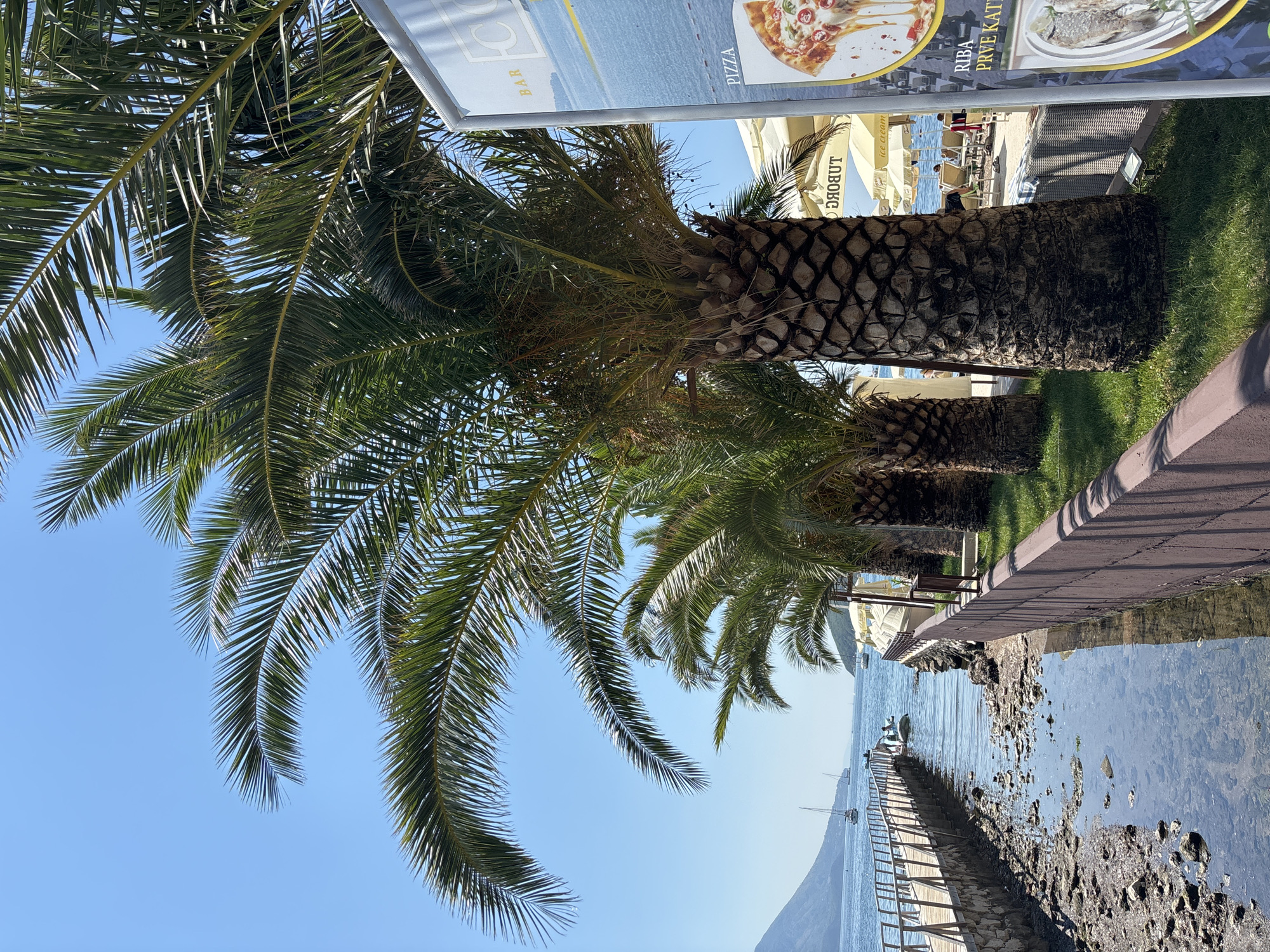 The image depicts a sunny day along a waterfront in Budva, Montenegro. In the foreground, a line of palm trees stands along a grassy area, their fronds reaching towards a clear blue sky. To the left, a concrete pier with a wooden walkway extends into the sea, where several sailboats are visible. The water is calm and reflects the blue of the sky. Along the shore, there is a narrow channel of water with visible rocks and debris. Further back, a beach area is dotted with white umbrellas and lounge chairs, some occupied by people. A signpost with images of pizza and a seafood dish is visible on the right side of the image. The overall scene conveys a relaxed, tropical atmosphere typical of a coastal resort.