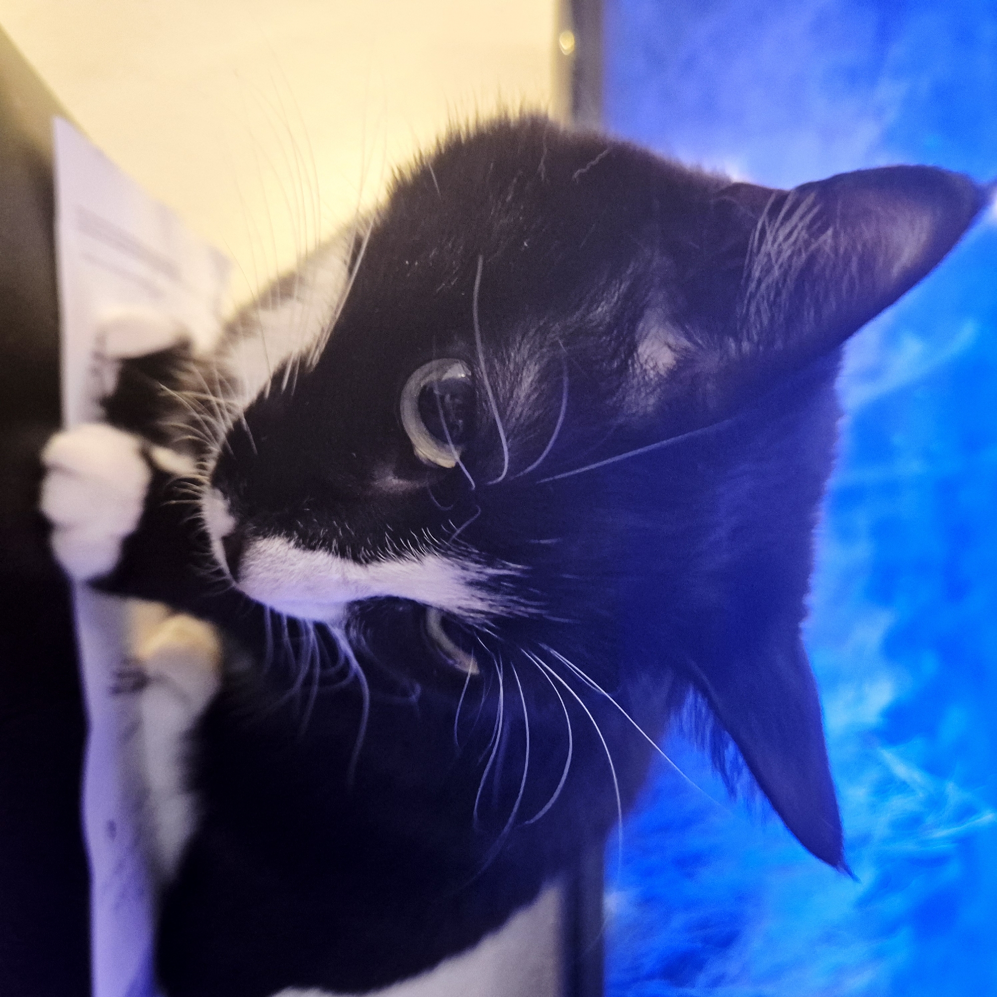 A black and white cat is positioned in front of a television or computer screen displaying a blue and white background. The cat's head is oriented to the right side of the frame. The cat's paws, predominantly white, are visible on the left side, resting on or interacting with a white object, possibly paper. The cat has green eyes and long white whiskers. The environment appears to be indoors. There is no basis in the image to suggest it was taken in Strasbourg, France.