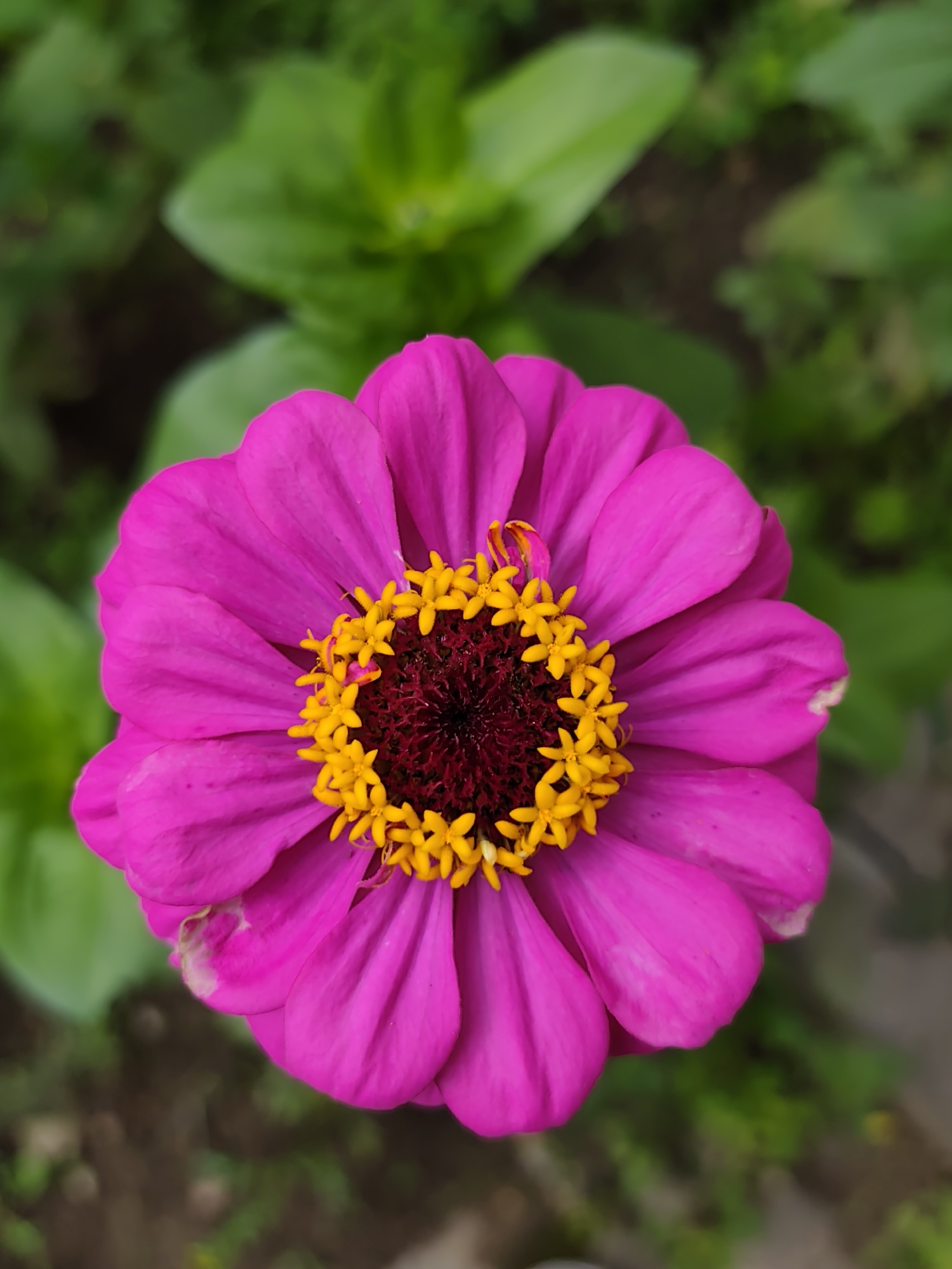 This is a close-up, overhead shot of a vibrant pink zinnia flower. The flower has multiple layers of petals that are a rich fuchsia color. In the center of the flower are numerous small, bright yellow florets forming a textured disc. The background is a blur of green foliage and dark soil, suggesting an outdoor garden setting. The image does not contain any people, animals, or man-made structures. The location is identified as Бараўлянскі сельскі Савет, Belarus, and the context is that of a natural outdoor environment.