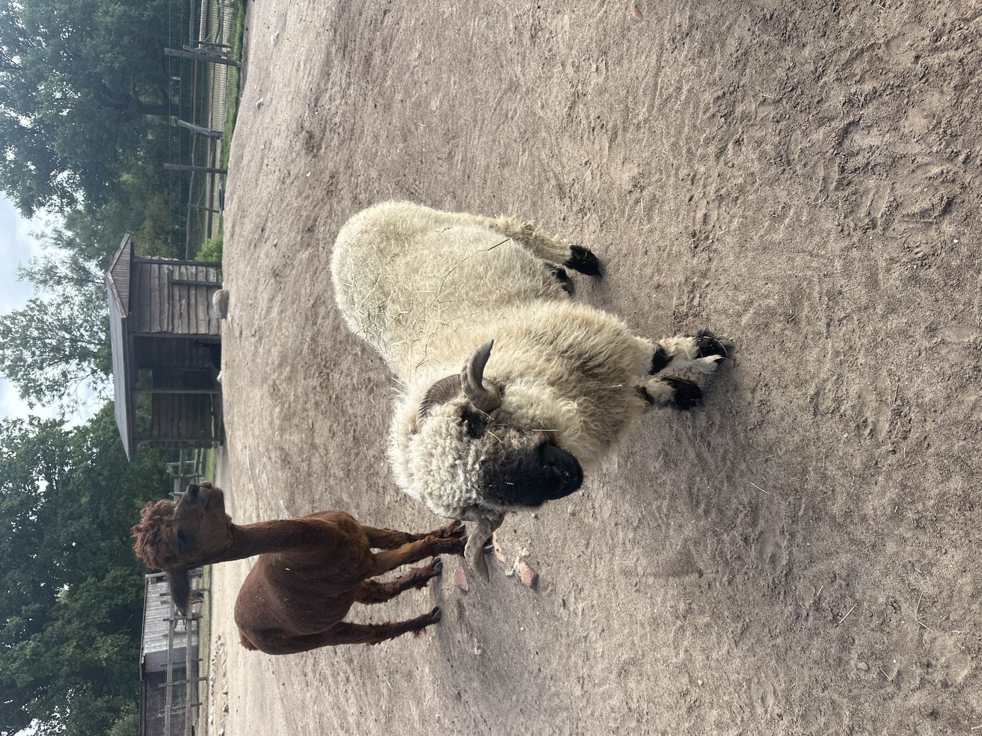 The image depicts an outdoor scene within a fenced enclosure, likely a zoo or farm, in Ziegendorf, Germany. In the foreground, a fluffy, cream-colored sheep with black markings on its face and legs, and curved horns, stands facing the viewer. Behind the sheep and to the left, a brown alpaca stands facing away from the camera. The ground is primarily composed of dirt and sand. In the background, there are wooden structures, including a small shed, and trees forming a natural backdrop. The sky is overcast.