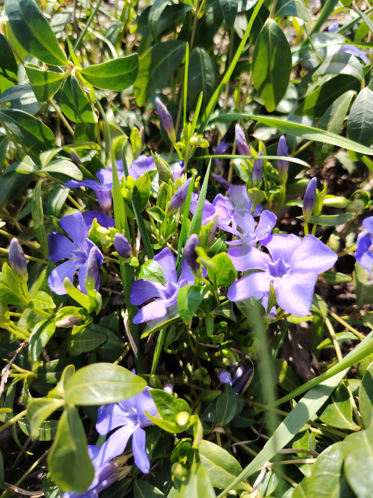 The image shows a close-up of a patch of periwinkle flowers (Vinca minor) in bloom. The flowers are predominantly blue-purple with five petals each. There are several unopened buds interspersed among the open flowers. The ground cover is lush with green leaves, some of which are glossy and oval-shaped. Thin blades of grass are also present. The image appears to have been taken outdoors in daylight. The location is stated to be in the city of Chaikovsky, Russia, but there is no other information to corroborate this claim within the image itself.