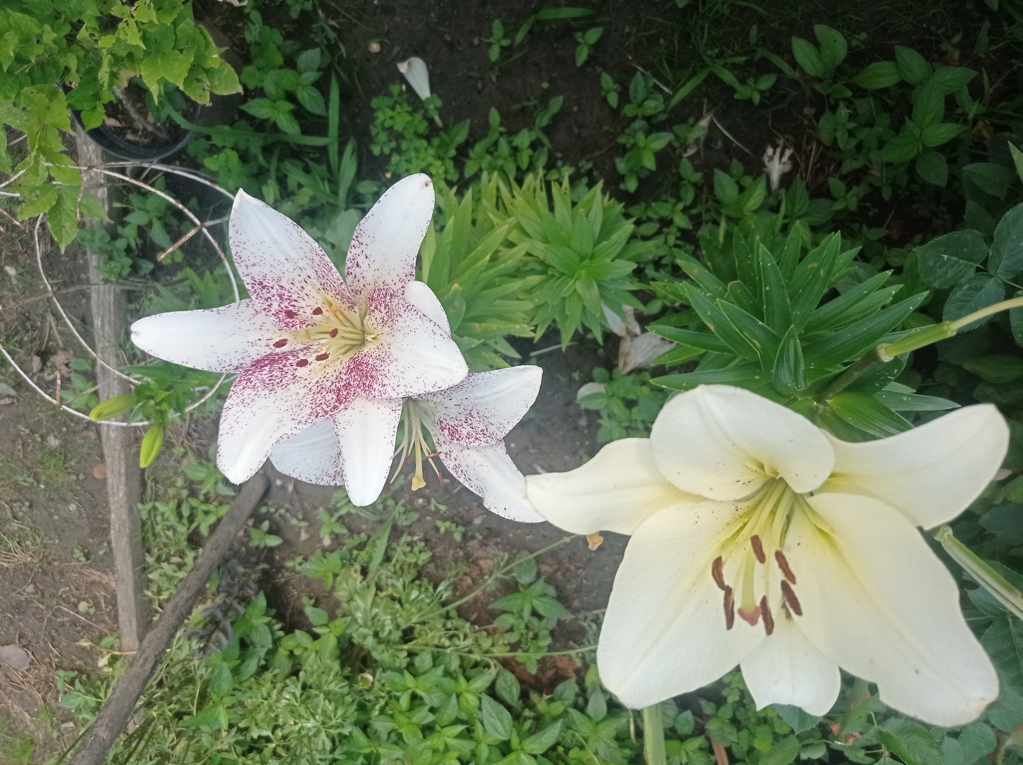 A top-down, eye-level shot captures two lilies blooming in a garden. The lily in the foreground is a creamy white with subtle yellow undertones, its petals unfurled to reveal dark brown stamen. The second lily, slightly behind and to the right, is white with delicate pink speckles, its petals also open, showcasing its stamen and pistil. The flowers are surrounded by lush green foliage and dark soil, suggesting a natural, outdoor setting. A wooden plank lies horizontally across the upper left portion of the frame, and in the background, a metal structure, possibly a support for plants, is visible. The scene appears to be an undisturbed garden environment in Belorechensk, Russia.