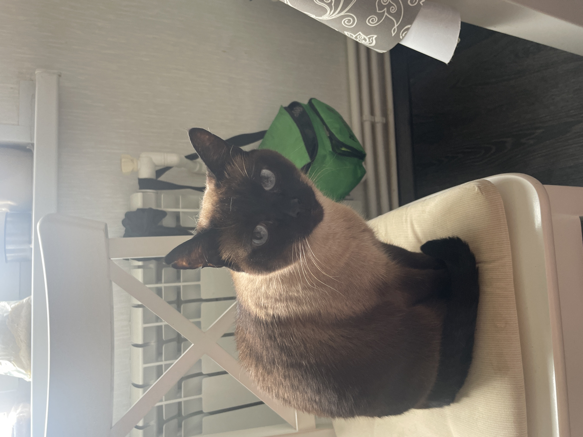 A Siamese cat with brown and cream fur and blue eyes sits on a light-colored cushion on a white chair. The cat is facing the camera, with its body angled to the left. Behind the cat, a white radiator is visible against a textured wall. To the right of the cat, a green bag hangs on the wall, and a table with a patterned tablecloth is partially visible. The room appears to be indoors, with natural light streaming in from the left, casting shadows.