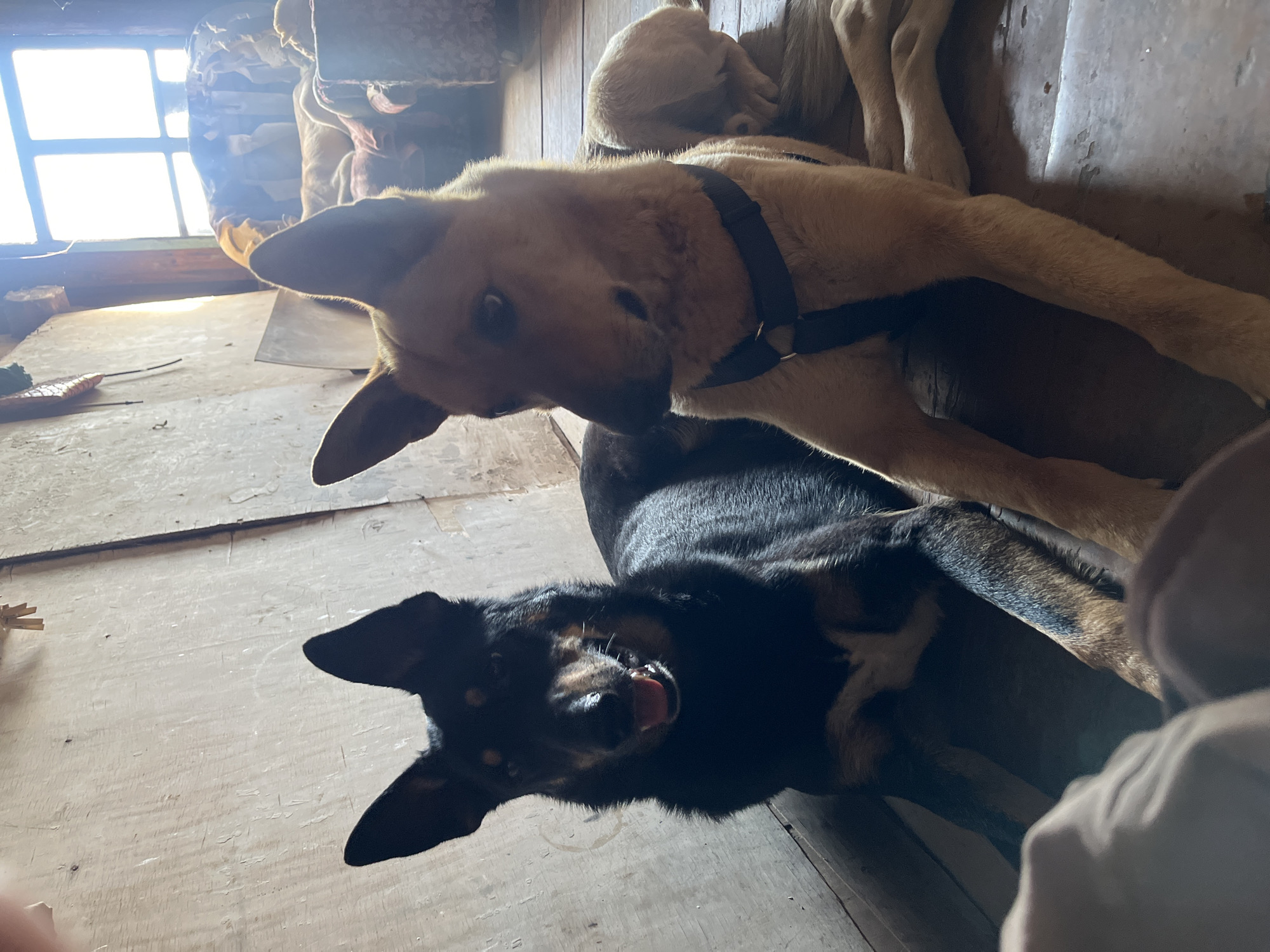 The image shows two dogs on a wooden floor, likely indoors. One dog is light brown with a black collar, and the other is black and brown. The black and brown dog appears to have its tongue out. In the background, a window provides natural light. Other dogs are also visible in the background, resting on the floor. The location and reference to Nizhny Tagil, Russia are not discernible from the image.