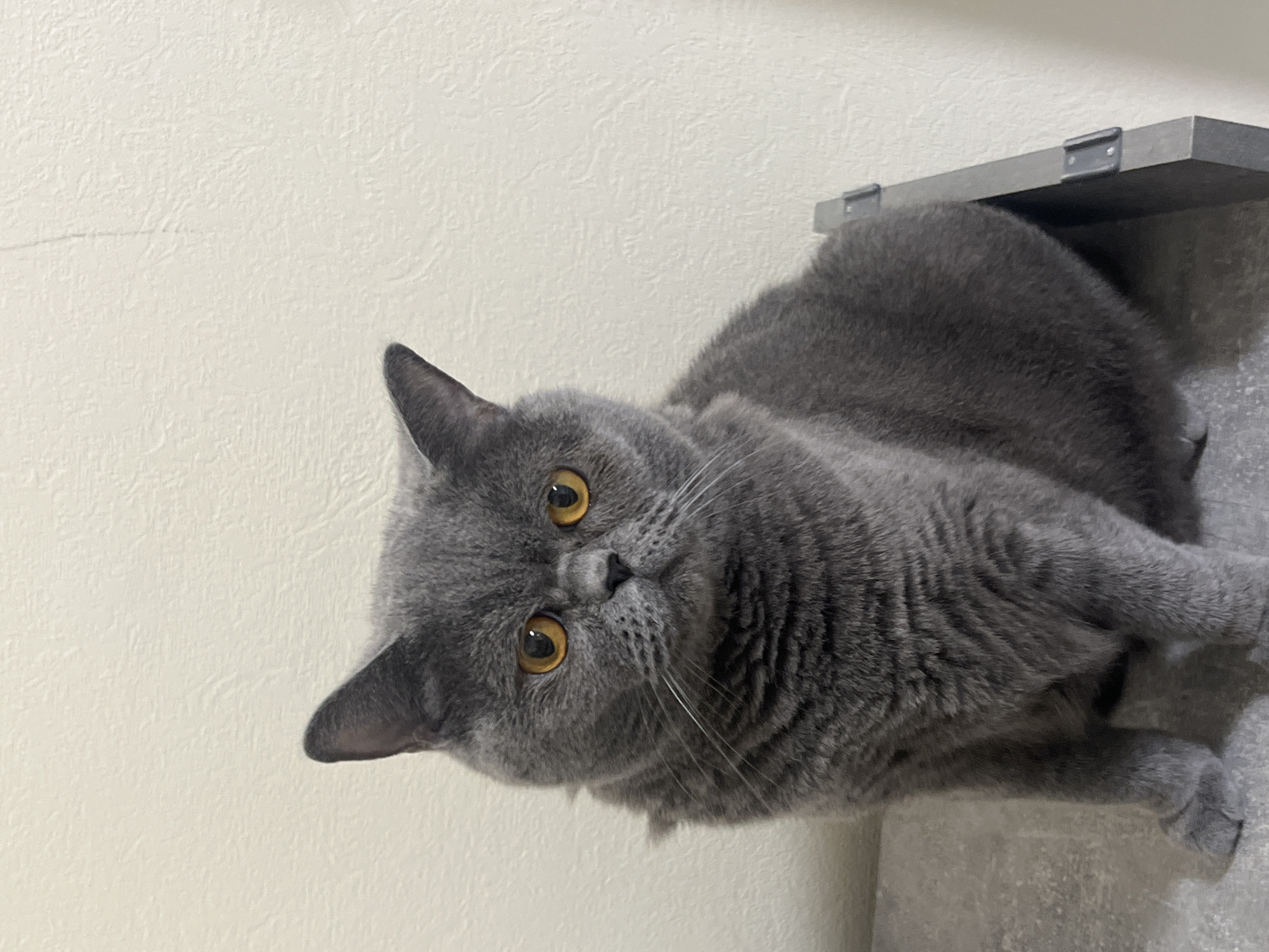 A grey British Shorthair cat with orange eyes sits on a grey surface in front of a textured off-white wall. The cat is facing the camera, and its body is mostly visible from the chest down. The background is plain and shows no distinguishing features that would indicate a specific location in Saint Petersburg, Russia, or anywhere else.