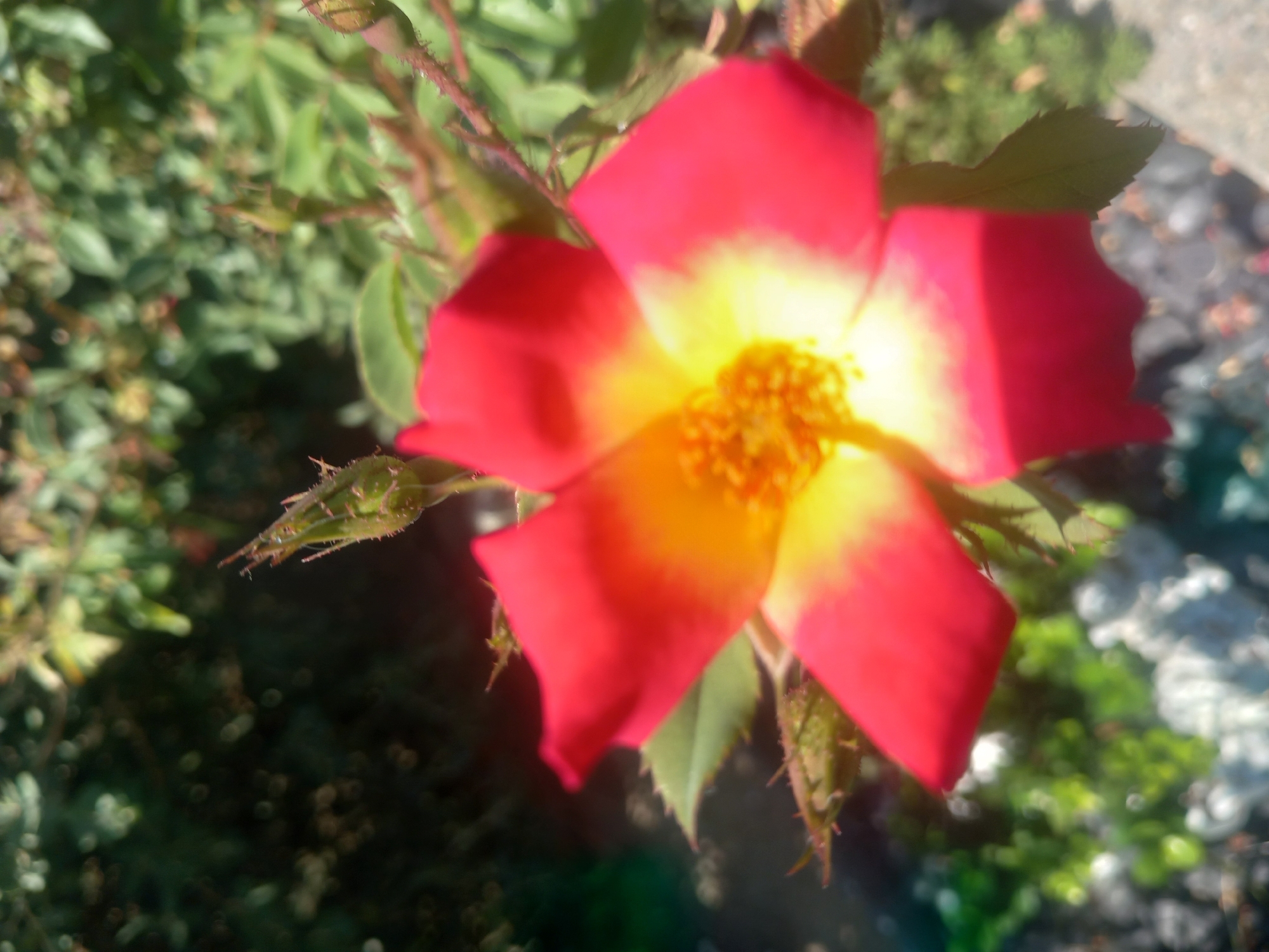 A close-up, slightly blurred shot of a vibrant red and yellow rose bloom focuses on the flower's petals and stamen. Several small, green rosebuds, some covered in fine hairs, are visible on thorny stems surrounding the main bloom. The background consists of lush green foliage and out-of-focus greenery, suggesting a garden setting. The lighting appears bright, with sunlight casting subtle highlights on the petals and creating a bokeh effect in the background.