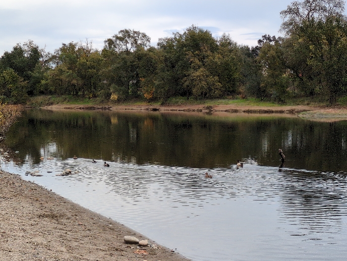 A placid river bordered by a sandy bank and lush trees under an overcast sky. Several ducks float on the dark water, some near the shore and others further out. A decaying tree trunk stands tall on the water's surface, adding character to the natural scene.