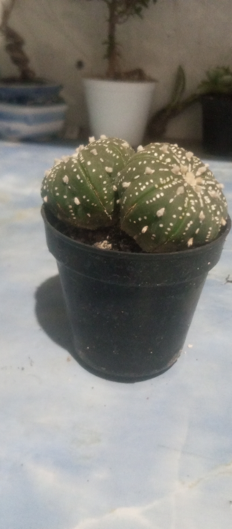 A close-up, slightly blurry, low-angle shot shows a small, green cactus with white dots and tufts in a black plastic pot. The cactus has multiple lobes that appear to be fused. The pot is placed on a light blue surface with a textured pattern, possibly a tablecloth or countertop. In the blurred background, other potted plants are visible, including one in a white pot and another in a blue and white patterned pot. The lighting suggests an indoor setting, possibly at night or in a dimly lit room, with a shadow cast by the pot to the left. The overall scene is focused on the cactus, with the background elements out of focus. The location is Kediri City, Indonesia.