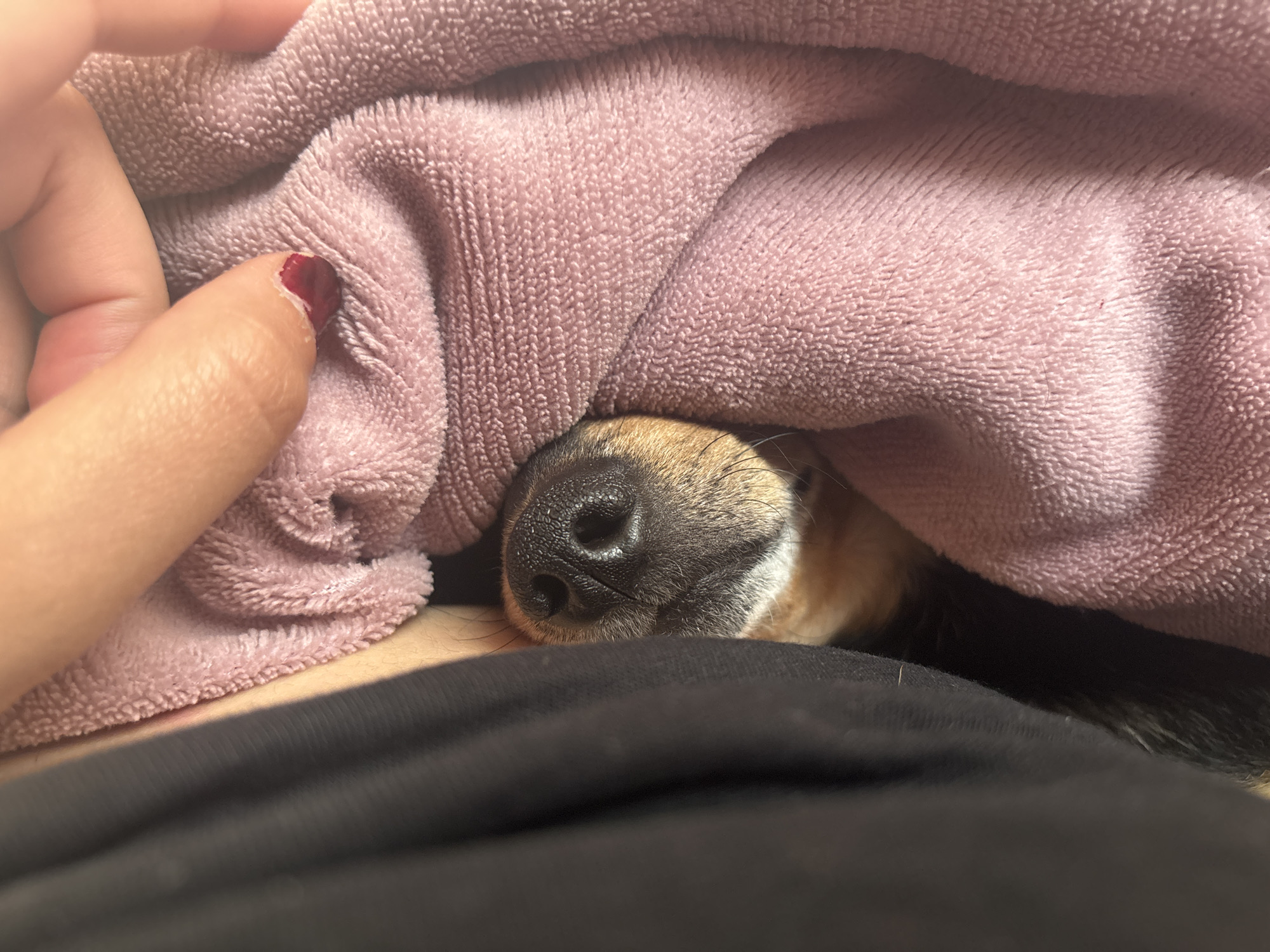 An intimate, close-up shot captures a person's hand gently placed near a pink, plush blanket, under which a dog is resting. The person's light-skinned index finger, with chipped red nail polish, is visible on the left side of the frame, resting on or near the soft fabric. The blanket, appearing very soft and textured, covers most of the upper part of the image, creating a cozy den. Peeking out from beneath the blanket, towards the center-right, is the wet, black nose and part of the tan and black muzzle of a dog. Its whiskers are faintly visible against its fur, suggesting it's either asleep or comfortably settled. Below the dog and the blanket, a dark, likely black, fabric (possibly clothing worn by the person) occupies the lower portion of the image. The scene conveys a sense of warmth, comfort, and peaceful companionship. The lighting is soft, emphasizing the textures of the blanket and the dog's fur. No specific time of day or outdoor weather can be discerned from the image itself. The location context provided is Kuklen, Bulgaria. No visible text is present in the image.