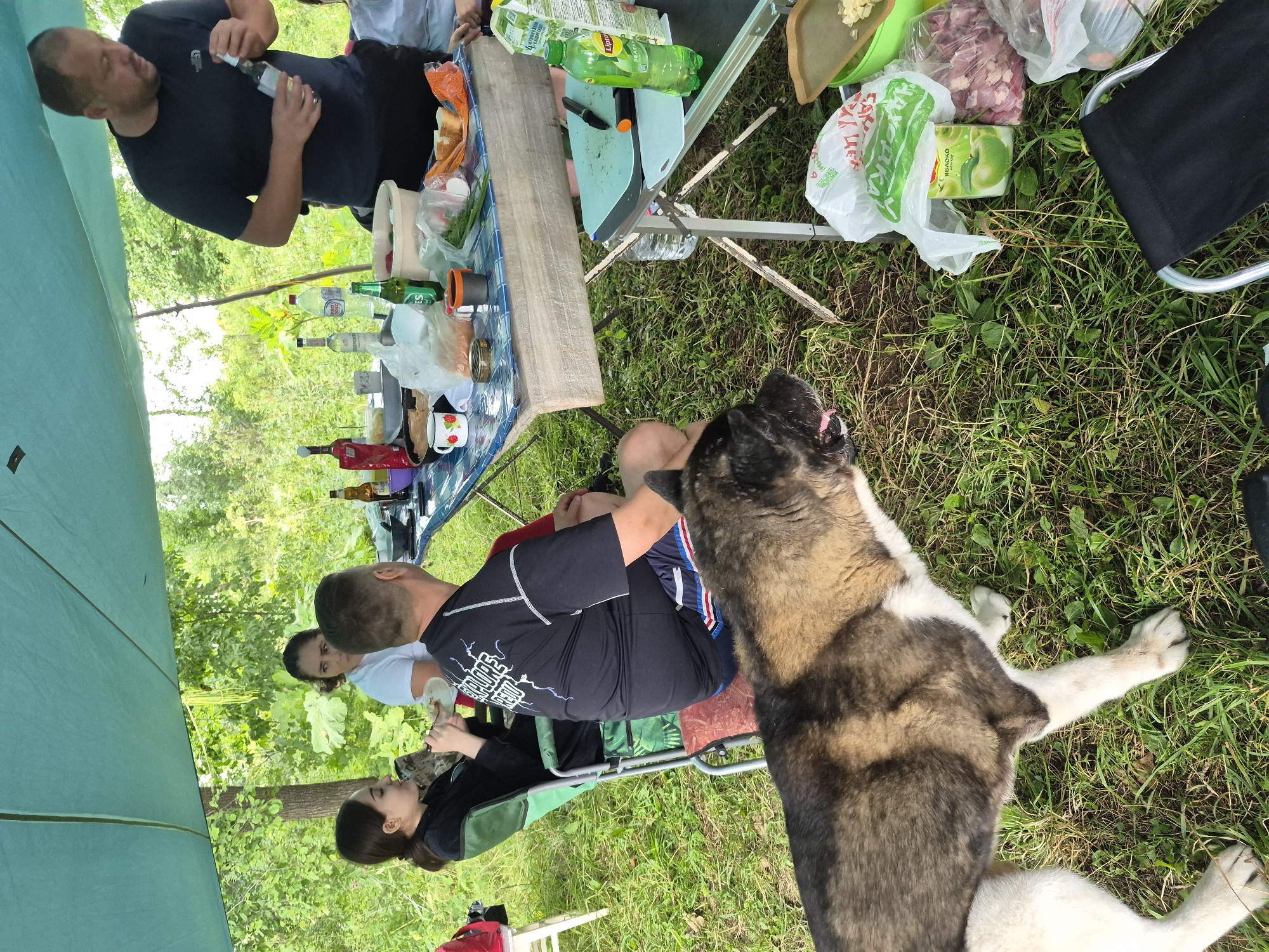 The image depicts an outdoor gathering under a blue tarp shelter, likely in a natural setting resembling the outskirts of Noviy, Russia, characterized by lush green foliage and grass. In the foreground, a large, multi-colored Akita dog is lying on the grass, facing towards the right. Behind the dog, a group of people are seated around a table laden with food and drinks, suggesting a picnic or barbecue.
On the left, a young woman in a black top is seated in a green camping chair, holding a cup. Next to her, a man in a black t-shirt is standing and holding a bottle. Between them, a woman in a white t-shirt is also seated. The table is covered with a blue and white checkered cloth and displays various items including bottles of drinks, food containers, bread, and what appears to be raw meat. In the background, more trees and greenery are visible, reinforcing the outdoor, possibly rural or park-like, environment. The overall scene suggests a casual social gathering in a natural, wooded area.