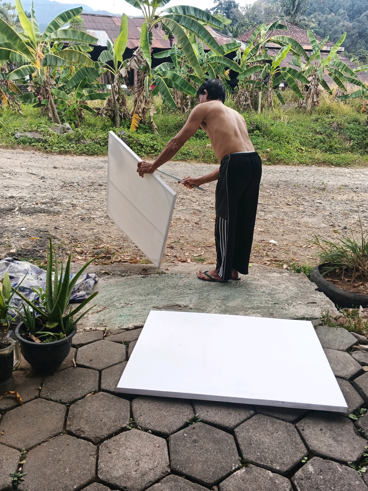 In Ungaran, Indonesia, a shirtless man with dark hair stands outdoors on a dirt and gravel path, holding a large white rectangular object, possibly a canvas or foam board, with both hands. He is wearing black athletic pants with white stripes. In front of him on hexagonal stone pavers, another identical white rectangular object lies flat. To the left, a potted aloe vera plant is visible. The background features a lush scene with numerous banana trees, a rustic building with a corrugated metal roof, and hills in the distance, suggesting a rural or semi-rural setting.