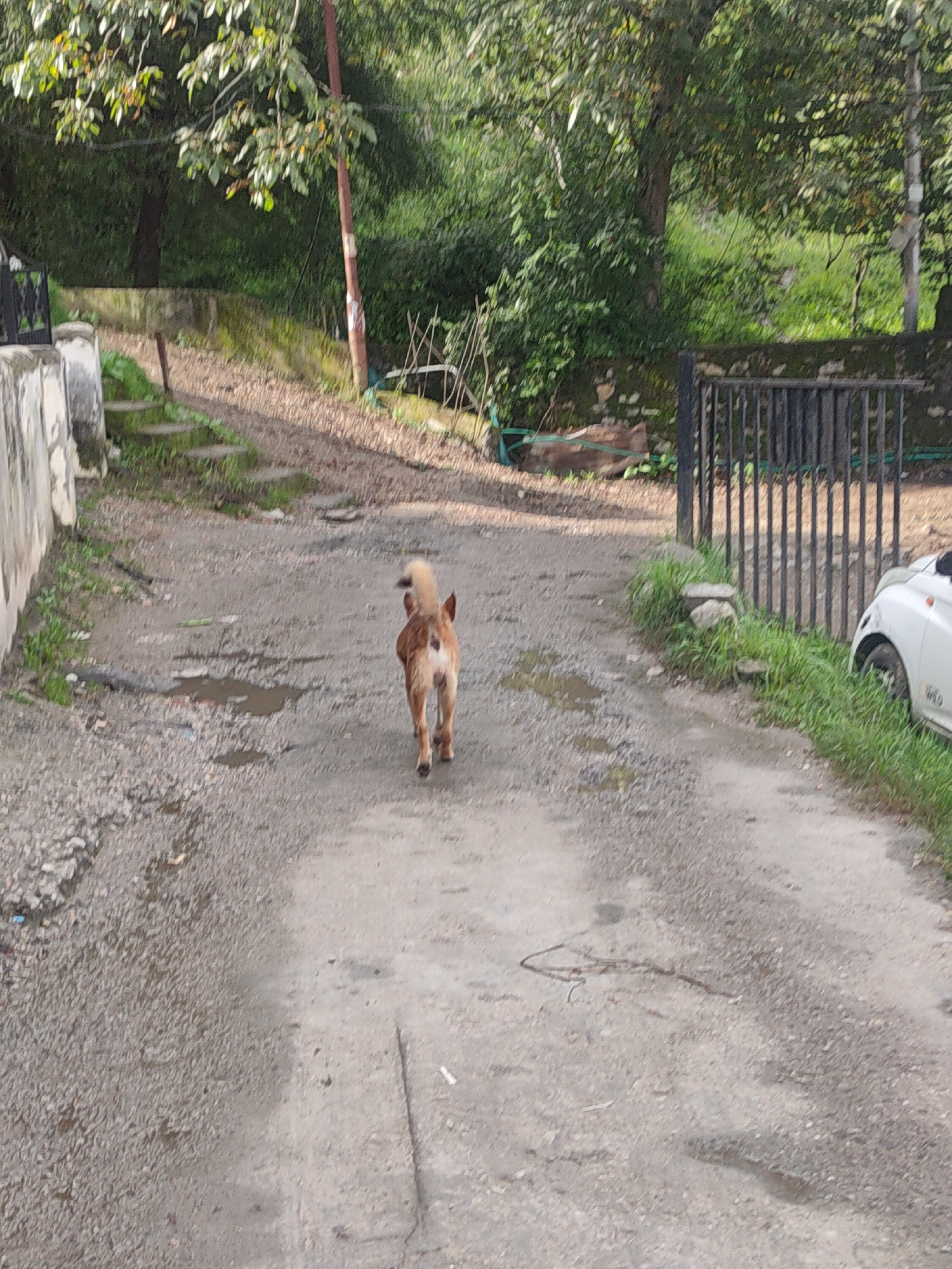 A medium-sized, brown and white dog is walking away from the camera down a wet, gravel path. The path is lined with green grass and foliage on either side. In the background, there are trees and a wall with a black metal fence. A white car is partially visible on the right side of the image. The scene appears to be in a residential area, possibly on the outskirts of Manali, India, given the natural landscape and the presence of a domestic dog. The lighting suggests it might be daytime, possibly after rain, given the wetness of the path.