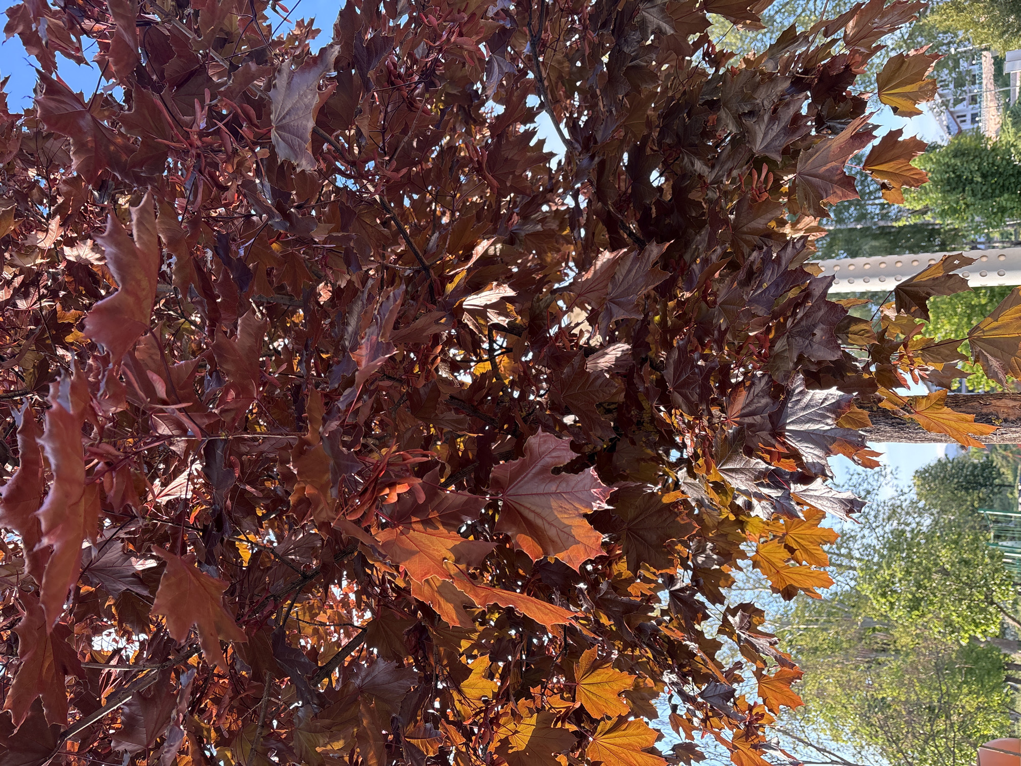 The image depicts the reddish-brown foliage of a tree, possibly a Crimson King maple, against a blue sky. Some branches and leaves are backlit by sunlight, creating a contrast of light and shadow. The background includes a glimpse of a nearby building or structure, some greenery and trees and what appears to be a white rail. The location is Panagyurishte, Bulgaria, as per the user's prompt.
