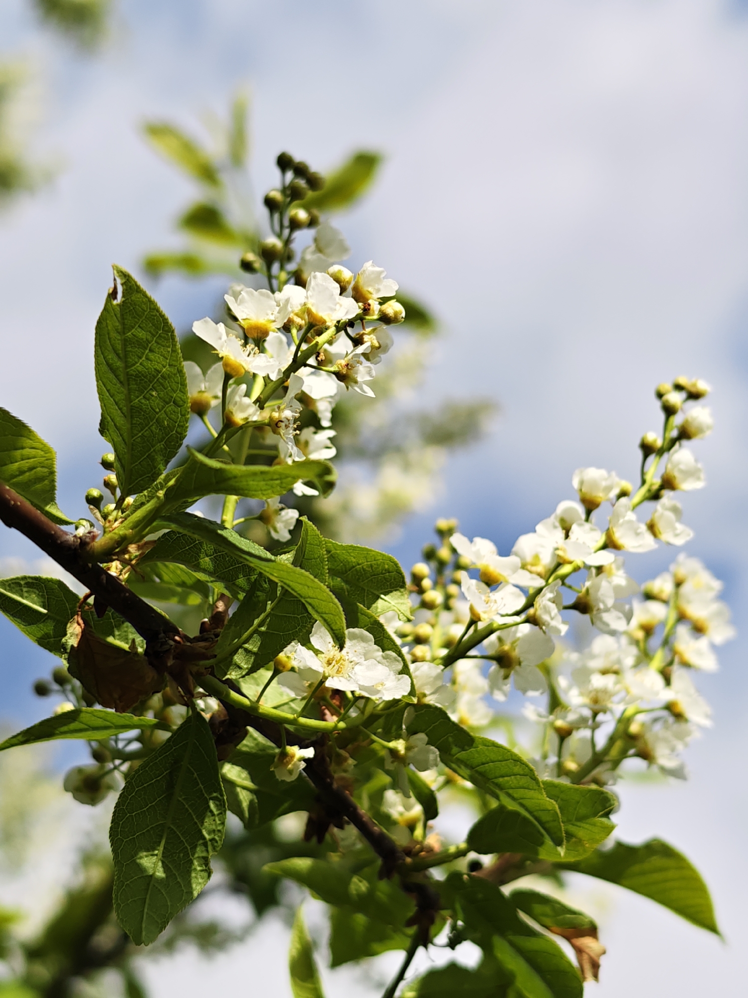 A close-up captures the verdant leaves and delicate white blossoms of a flowering tree branch against a backdrop of a pale blue sky lightly streaked with clouds. The branch, dark brown in color, extends diagonally from the lower left, adorned with clusters of small, five-petaled flowers interspersed with green leaves. The leaves display prominent veins, and some exhibit minor imperfections such as a small hole. The blossoms, tinged with a yellow center, are at various stages of bloom, some in tight bud form. The overall composition suggests a spring or early summer scene in a natural setting, but without any specific details or context that indicate the city of Malyi Bukor in Russia. There are no people or actions visible.