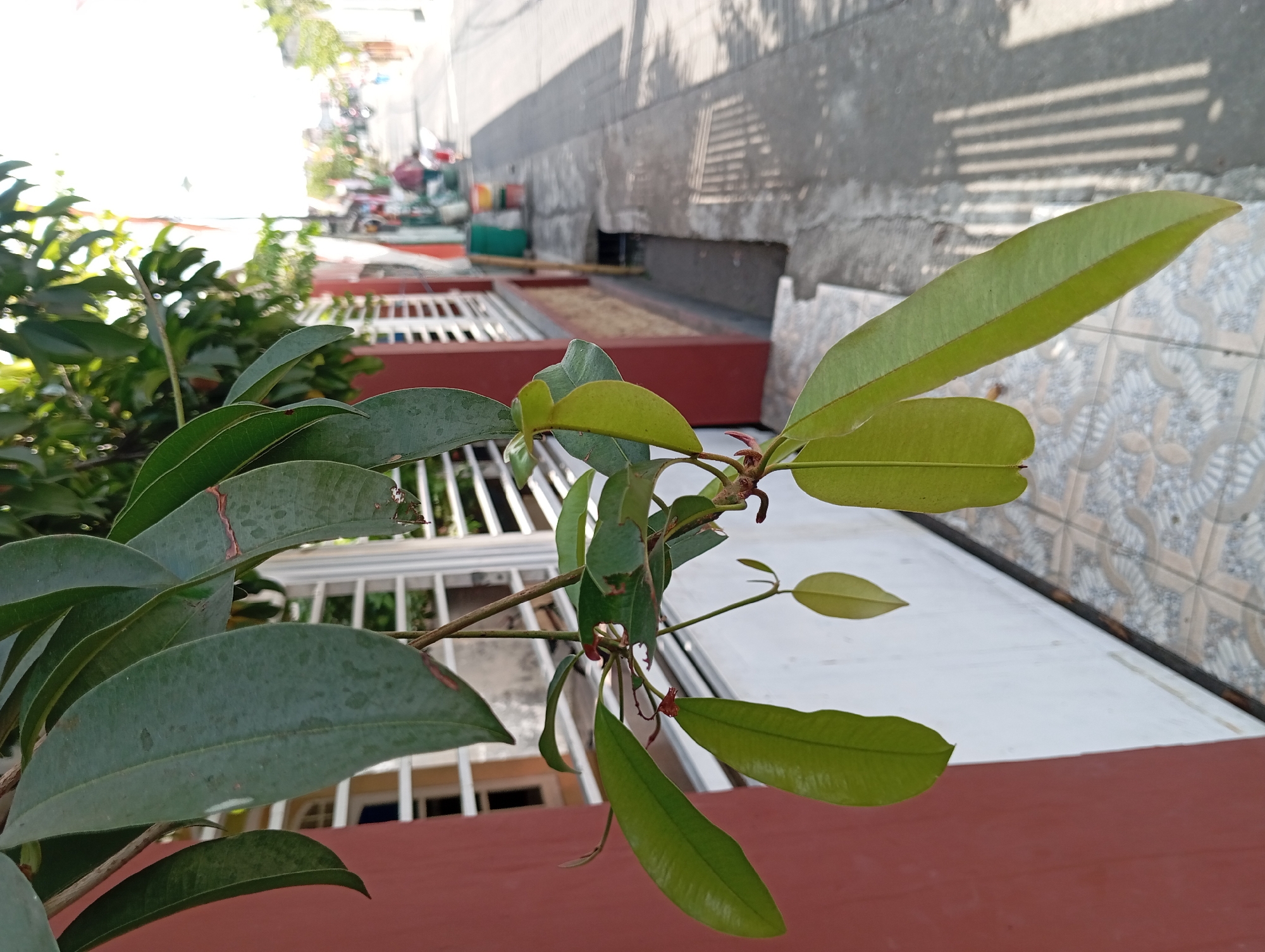 A close-up shot captures a branch with lush green leaves hanging in the foreground, partially obscuring a red-and-white building and a residential street in Kepulungan, Indonesia. The leaves, some large and elongated, others smaller and younger, are the primary focus. The building has white slatted windows and a terracotta-colored wall. Beyond the building, a paved street stretches into the distance, lined with more houses and greenery. A few figures and a motorcycle are visible on the street, suggesting a typical day in a residential area. The sunlight casts sharp shadows on the sidewalk, indicating a sunny day. The overall scene depicts a quiet moment in a suburban Indonesian neighborhood.