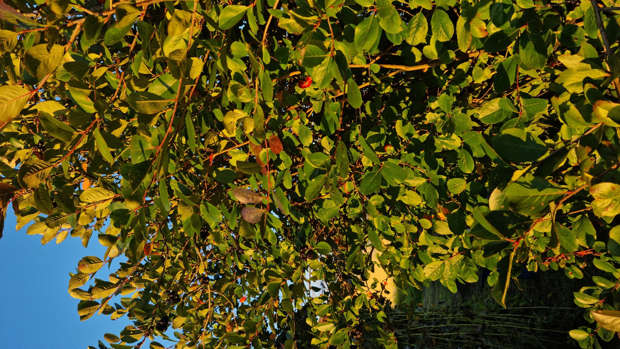 The image depicts a close-up view of a tree laden with dark berries and green leaves, set against a clear blue sky. The sunlight, casting a warm glow, highlights the texture and color of the foliage and berries. In the background, hints of a field and some tall, thin plants are visible, suggesting an outdoor rural or semi-rural setting. The specific location in Vysokoe, Russia is not discernible from the visual information alone. There are no people or animals present in the frame, and no actions or interactions are taking place. The scene is static and naturalistic, focusing on the details of the plant life under the illumination of the sun.