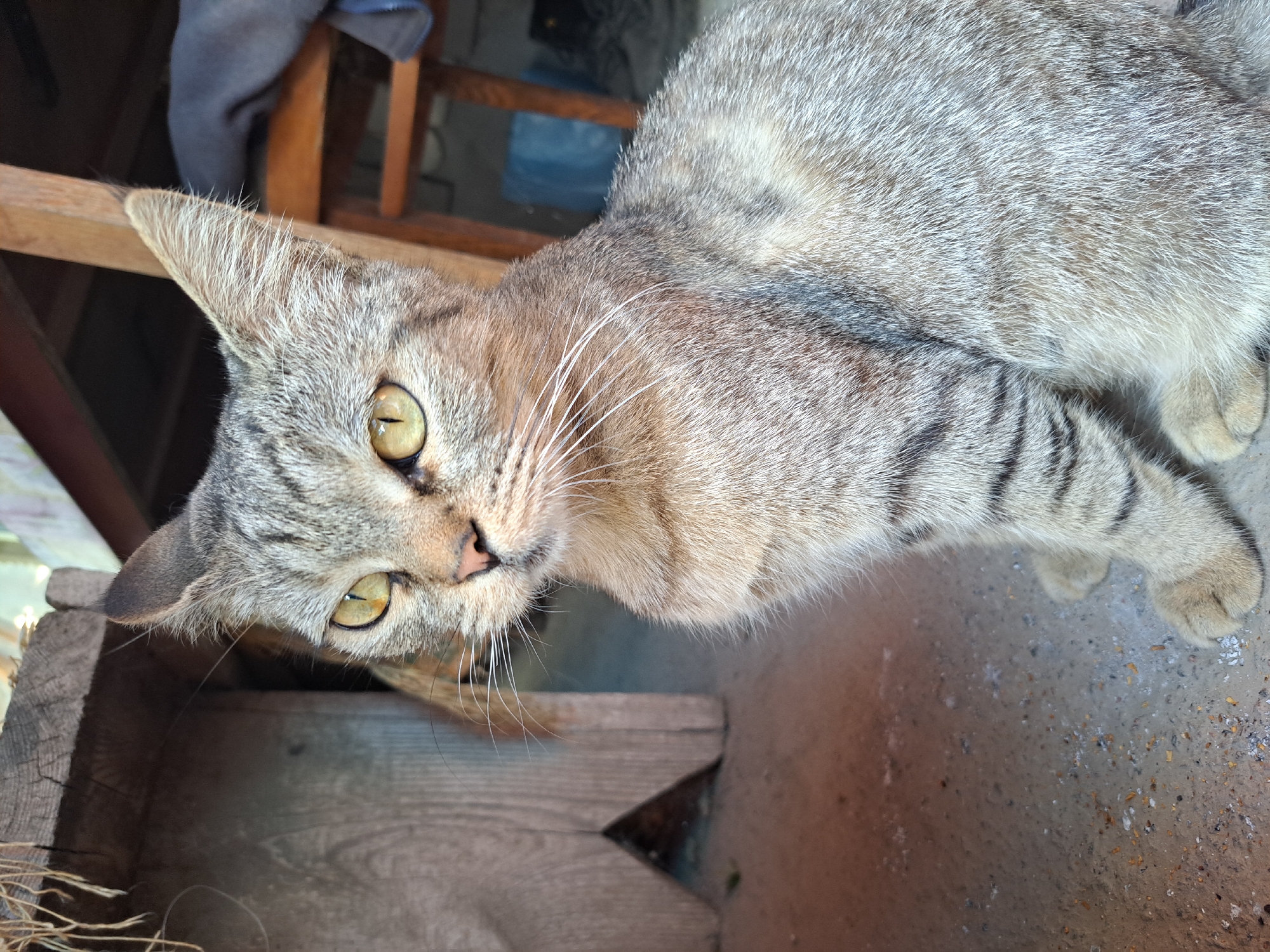 A tabby cat with yellow eyes sits on a concrete surface. The cat is positioned in the foreground, with its body angled to the right, and its head turned slightly to the left. Its fur is a mix of grey, black, and tan stripes. Behind the cat, to the left, is a wooden structure with rough-hewn planks. To the right and in the background, wooden chair legs are visible, with a dark fabric draped over one of them. The environment appears to be outdoors, possibly in a rural or semi-outdoor setting like a porch or shed. The lighting suggests it is daytime. There are no humans or any other animals in the frame. The location is identified as Vypasne, Ukraine.