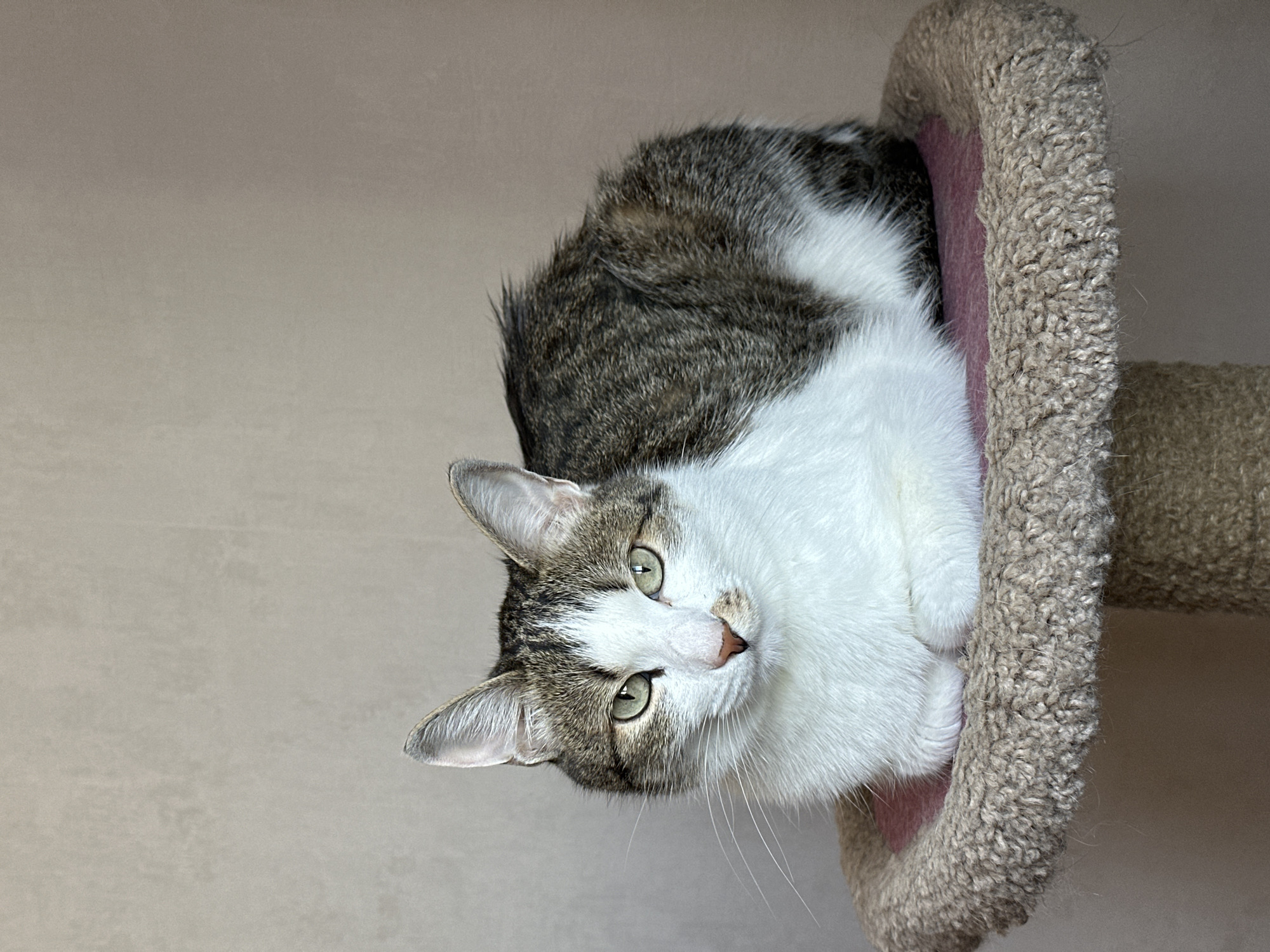 A domestic cat is the central subject of the image, depicted lying within a cat tree. The cat has a distinctive white coat covering its chest, belly, and parts of its face, contrasted with tabby markings (shades of grey, brown, and white) on its back, head, and ears. Its eyes are a striking green color. The cat's whiskers are prominent and long.
The cat is positioned inside a snug, hollow section of a cat tree, which is upholstered in a textured, light beige or tan carpet-like material. The interior surface of this section where the cat rests appears to be lined with a soft, pinkish-purple fabric.
The background consists of a plain, light-colored wall, indicating an indoor setting. The cat is looking directly at the viewer with an attentive and calm expression. There are no other objects or individuals visible in the frame. The image's current orientation shows the cat vertically on its side. There is no visible text within the image.