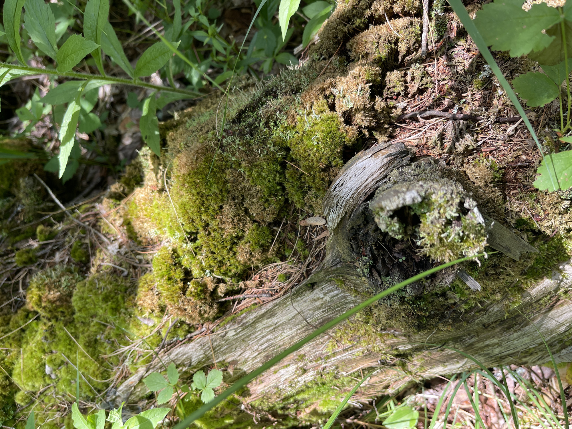 The image shows a close-up view of a moss-covered fallen log in the city of Greig, United States. The log is weathered and has a rough texture, with visible grain and bark. Lush green moss blankets much of the surface, with patches of brown and yellow moss interspersed. Pine needles and small twigs are scattered around the log, suggesting a natural, wooded environment. Green leaves and blades of grass are visible in the foreground and background, adding to the sense of a forest floor. The lighting suggests it is daytime, with sunlight filtering through the trees, creating dappled shadows. There are no people or visible animals in the frame.