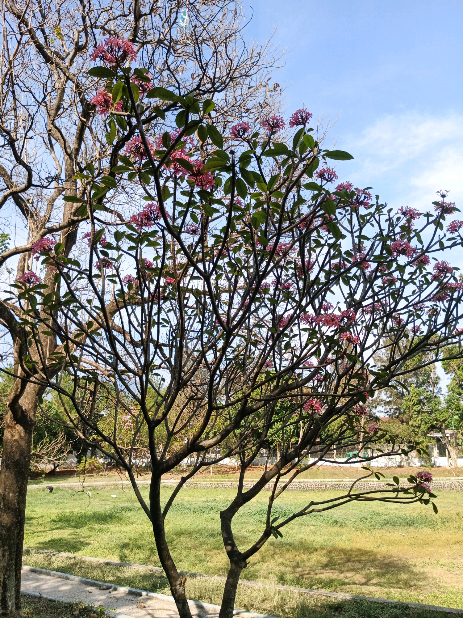 In Bandung City, Indonesia, a Plumeria tree, also known as Frangipani, is in bloom with clusters of pink flowers and green leaves against a clear blue sky. The tree's branches are bare in some areas, indicating it may be in a transitional season. The background shows a lush green field, suggesting a park or open space within the city. A faint shadow of the tree is cast on the grass. The image captures a serene natural scene within an urban environment.