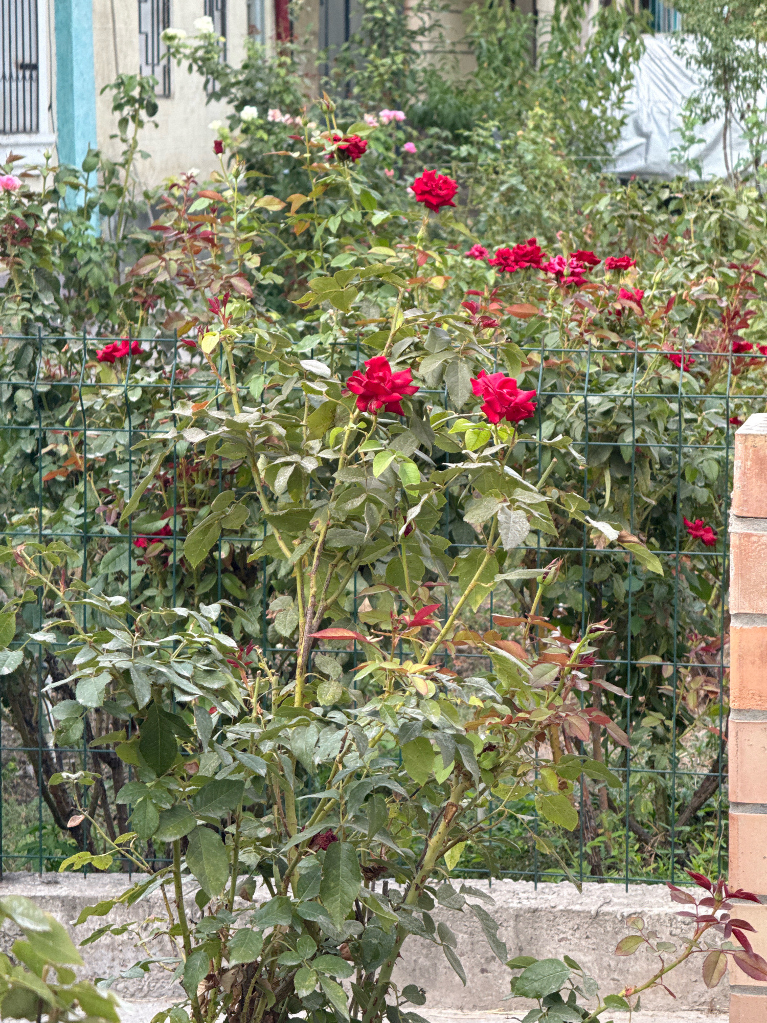 Memory