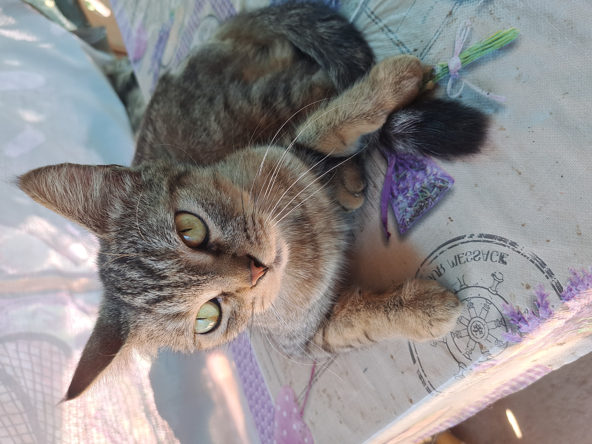 A domestic short-haired cat with tabby markings and green eyes is resting on a table with a patterned cloth. The cloth has images of lavender sprigs and a ship's wheel. The cat is positioned in the center of the image, with its body curled and its tail wrapped around its hind legs. The background is blurred and appears to be outdoors, with sunlight filtering through a translucent covering. The overall scene suggests a relaxed and tranquil setting. There are no people or any indicators of the specific location within Vypasne, Ukraine.
