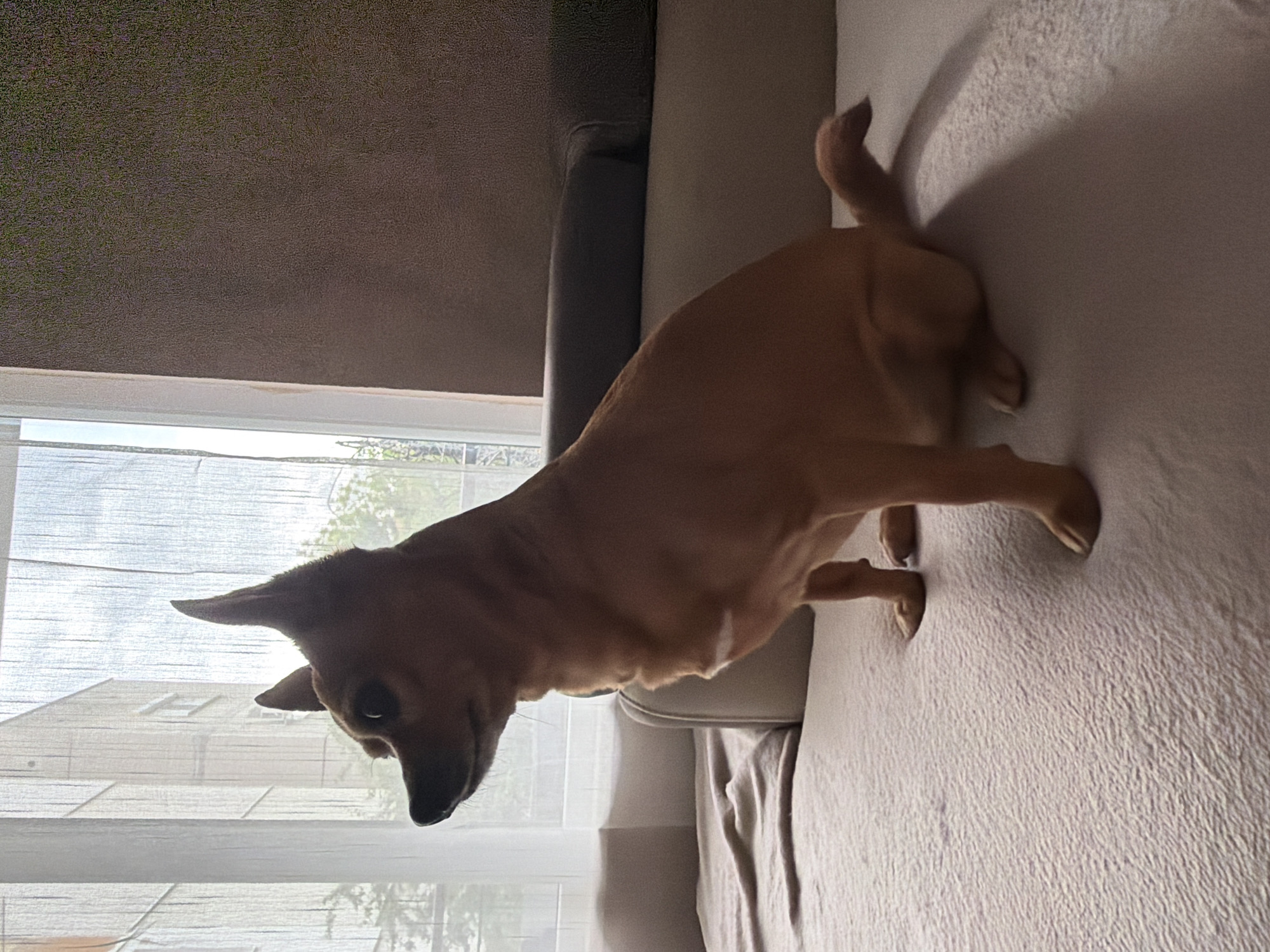 A medium-sized, tan-colored dog stands on a light beige upholstered surface, possibly a sofa or bed, in an indoor setting. The dog is positioned close to a window covered with a sheer white curtain, through which buildings and foliage are visible. A portion of a dark grey headrest is visible at the edge of the upholstered surface. Based on the architectural style visible through the window, the setting appears to be in an urban environment, potentially in Plovdiv, Bulgaria. The lighting in the room is diffused, suggesting a daytime setting with soft or indirect sunlight. There are no people visible in the image. The main subject is the dog and the immediate environment it occupies.