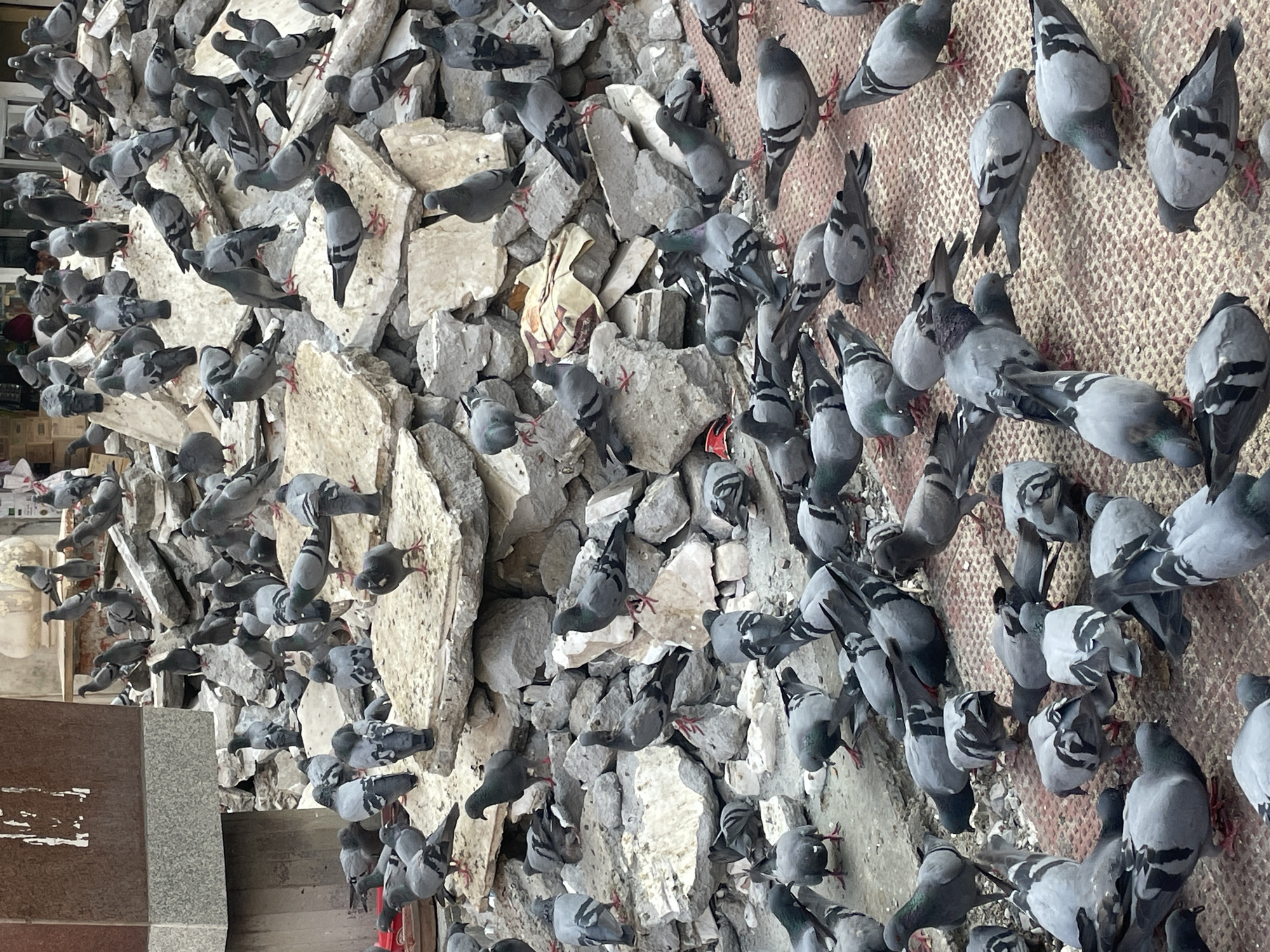This image depicts a large flock of pigeons gathered amidst rubble and debris. The scene appears to be outdoors, possibly in an urban environment given the presence of concrete blocks and what looks like a textured pavement or ground surface. The pigeons, varying in shades of grey and white, are shown in various states of activity: some are perched on the debris, others are walking or pecking at the ground, and a few are in flight or preparing to take off. The rubble consists of broken concrete slabs and stones, creating a textured and uneven landscape for the birds. The lighting suggests it is daytime, with no distinct shadows indicating harsh sunlight. The environment is messy and unkempt, with the rubble suggesting construction, demolition, or a neglected area. The specific mention of Amritsar, India, might imply a cultural context where pigeons are common in public spaces, perhaps near religious sites or historical areas, though the image itself does not contain overt cultural markers beyond the general urban debris. There are no humans or animals other than pigeons visible in the frame.