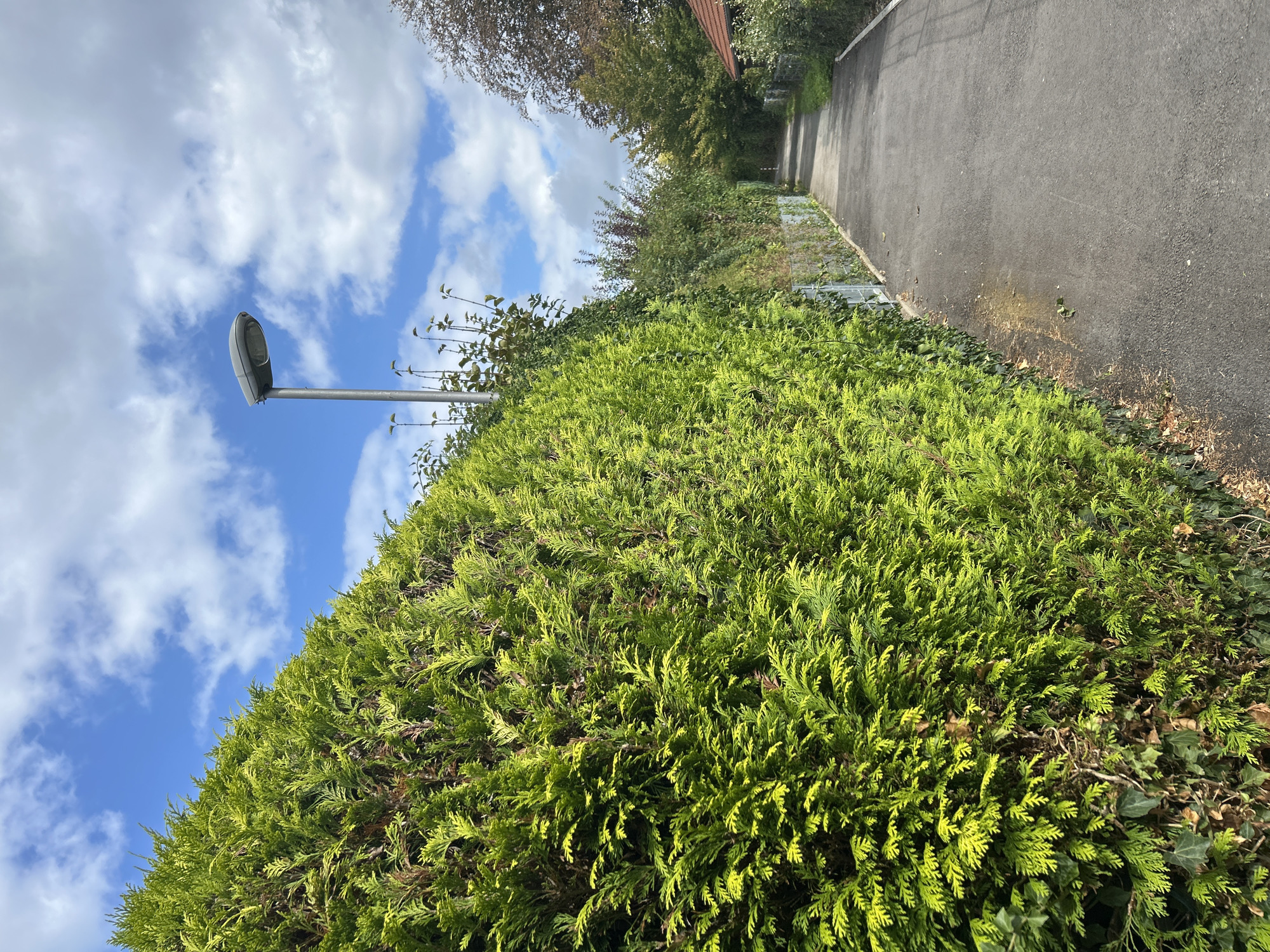 The image depicts a straight, paved pathway bordered by a tall, dense green hedge on the left and a metal fence on the right, separating it from more vegetation and the edge of a property. In the background, the pathway recedes into a wooded area with trees. A street lamp with a grey, curved housing is positioned above the hedge, near the pathway. The sky above is blue with scattered white clouds. The scene is likely located in a suburban or semi-rural area of Detmold, Germany, possibly a residential street or a public footpath. There are no people visible in the image.
